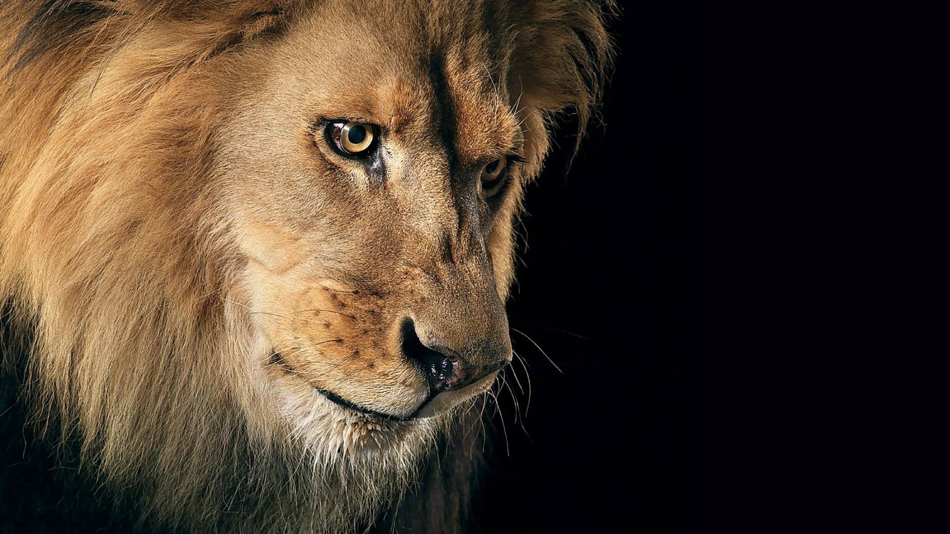 HD wallpaper lion, mane, dark background, animals, predator