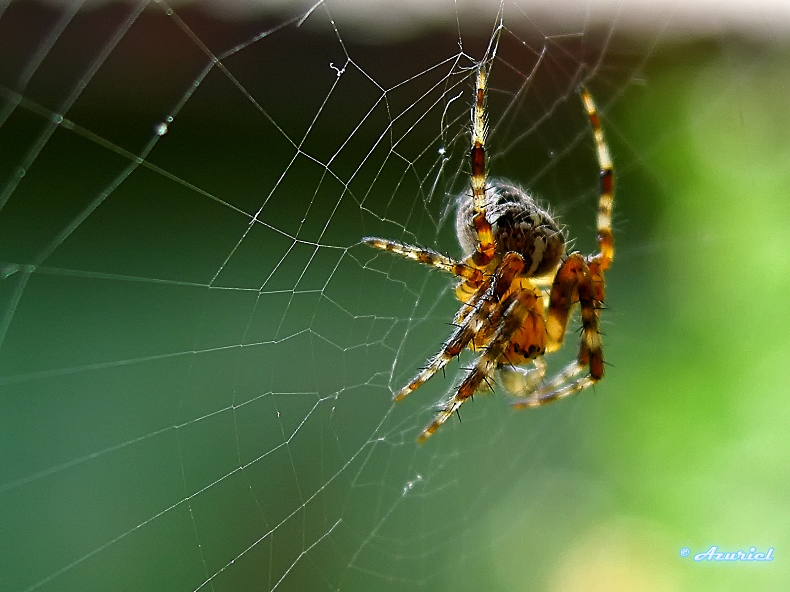 3427 baixar imagens insetos, teia, spiders, verde - papéis de parede e protetores de tela gratuitamente