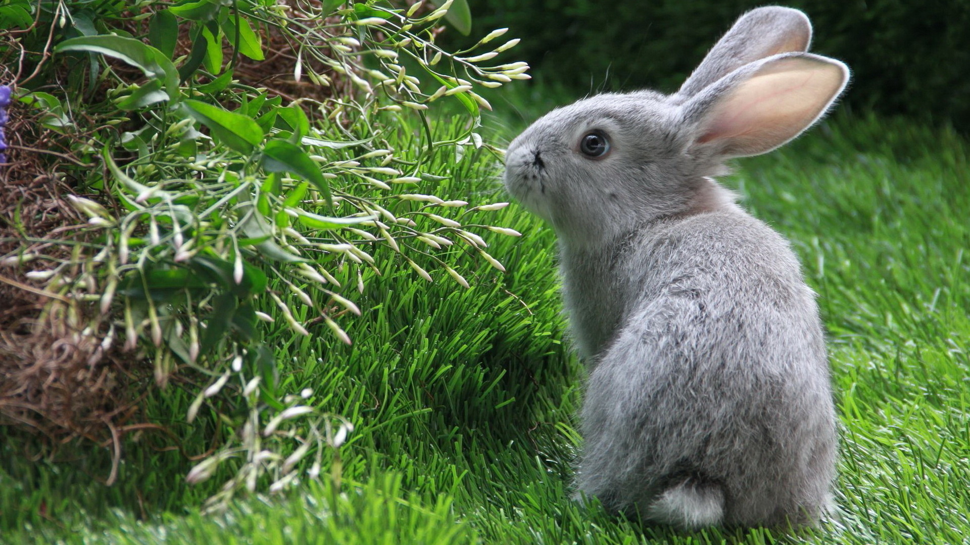 Серый кролик Беляк