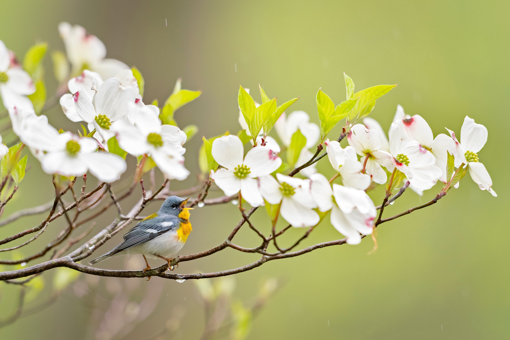 Дерево цветок и птица