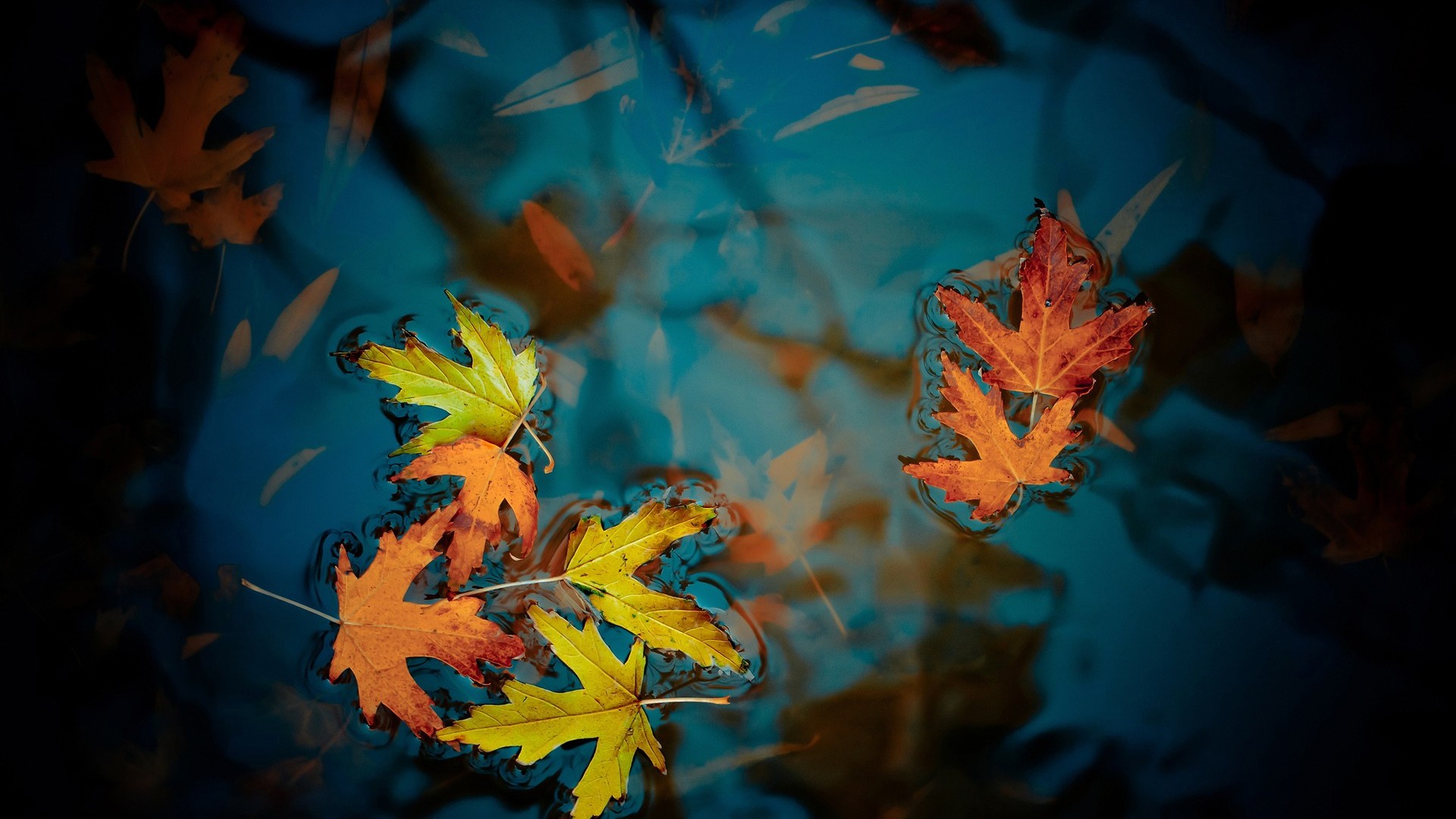 Осенний листопад на воде