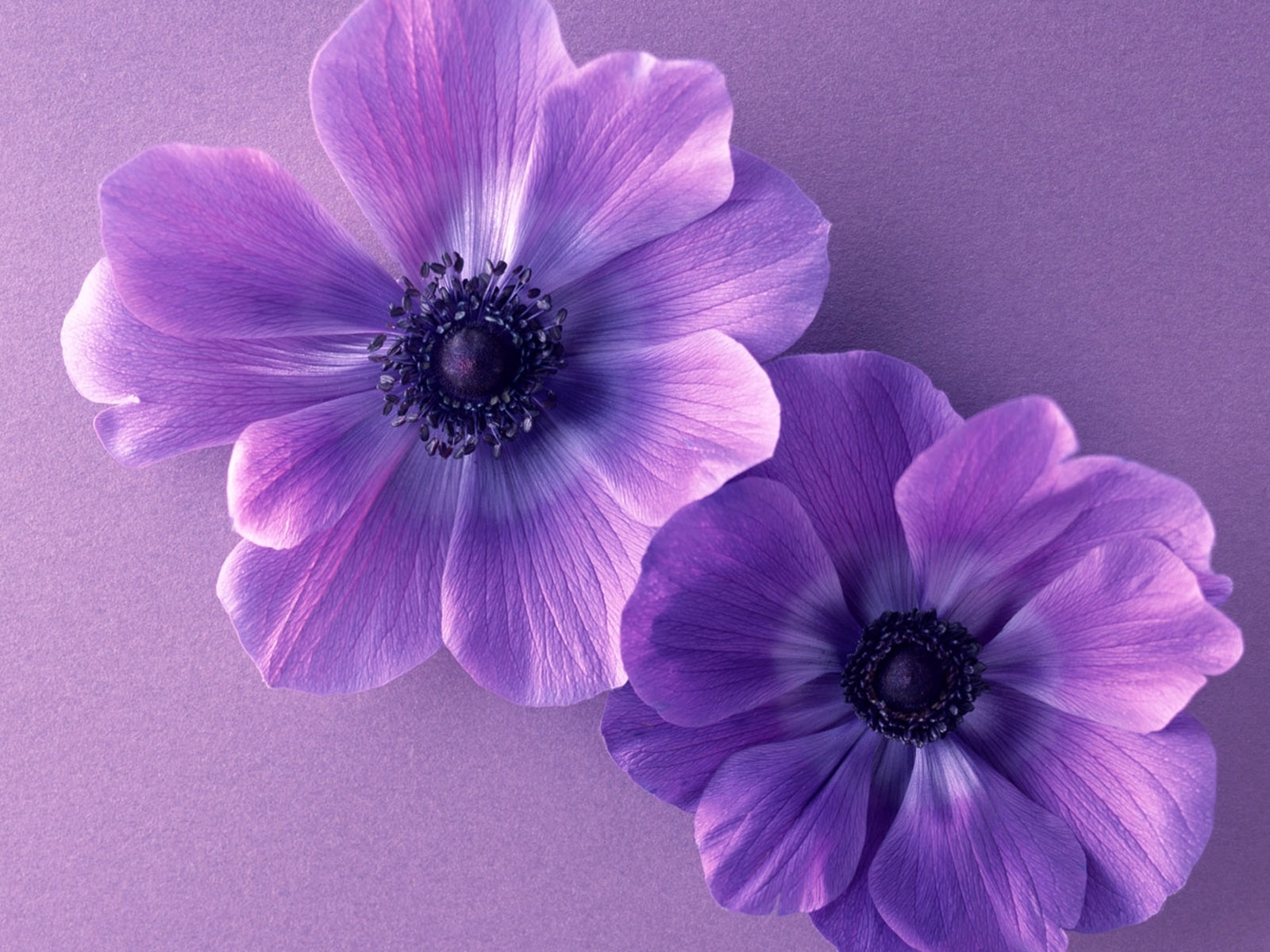 Download mobile wallpaper Plants, Flowers, Violet for free.