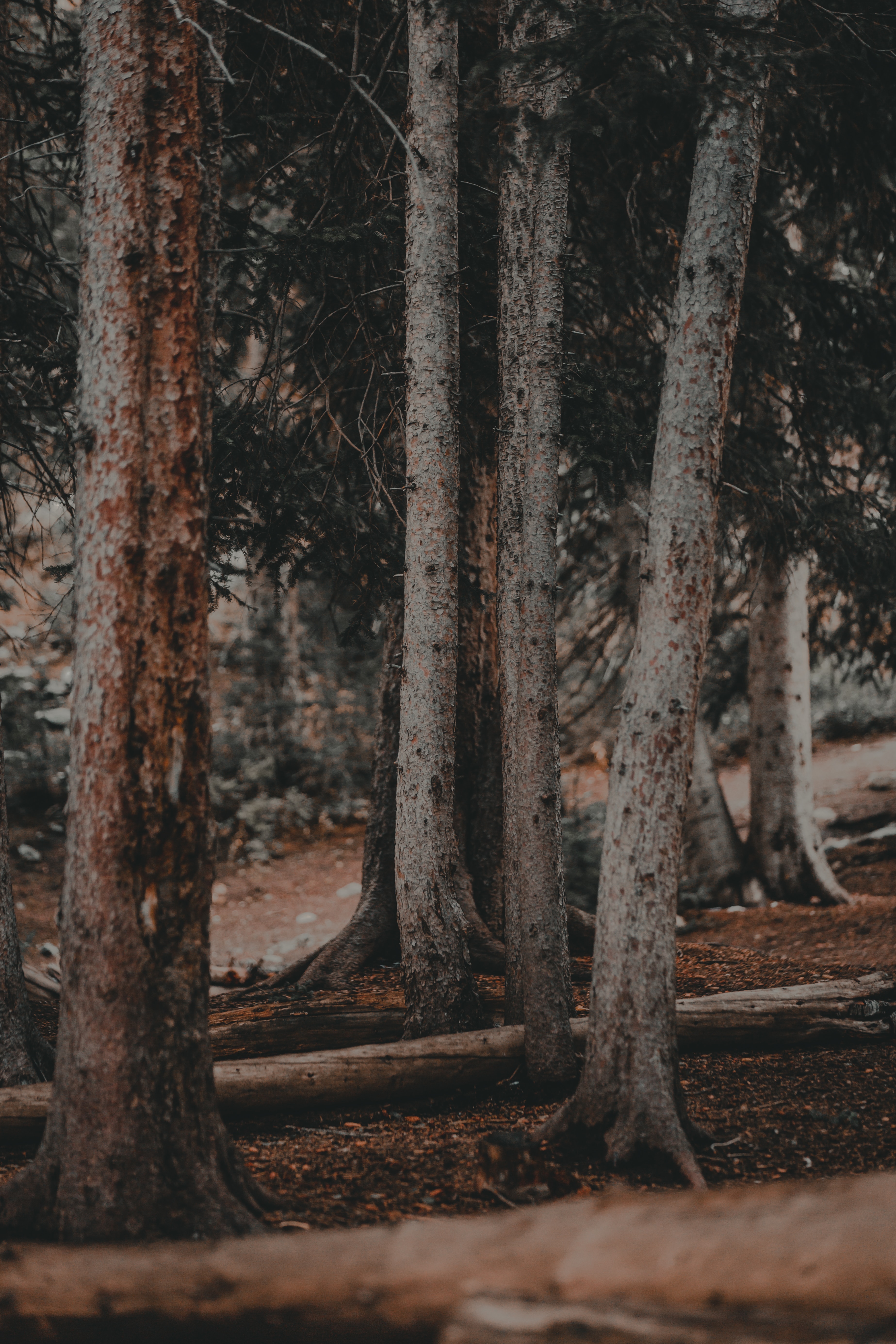 Free download wallpaper Pine, Forest, Nature, Trees, Trunks on your PC desktop
