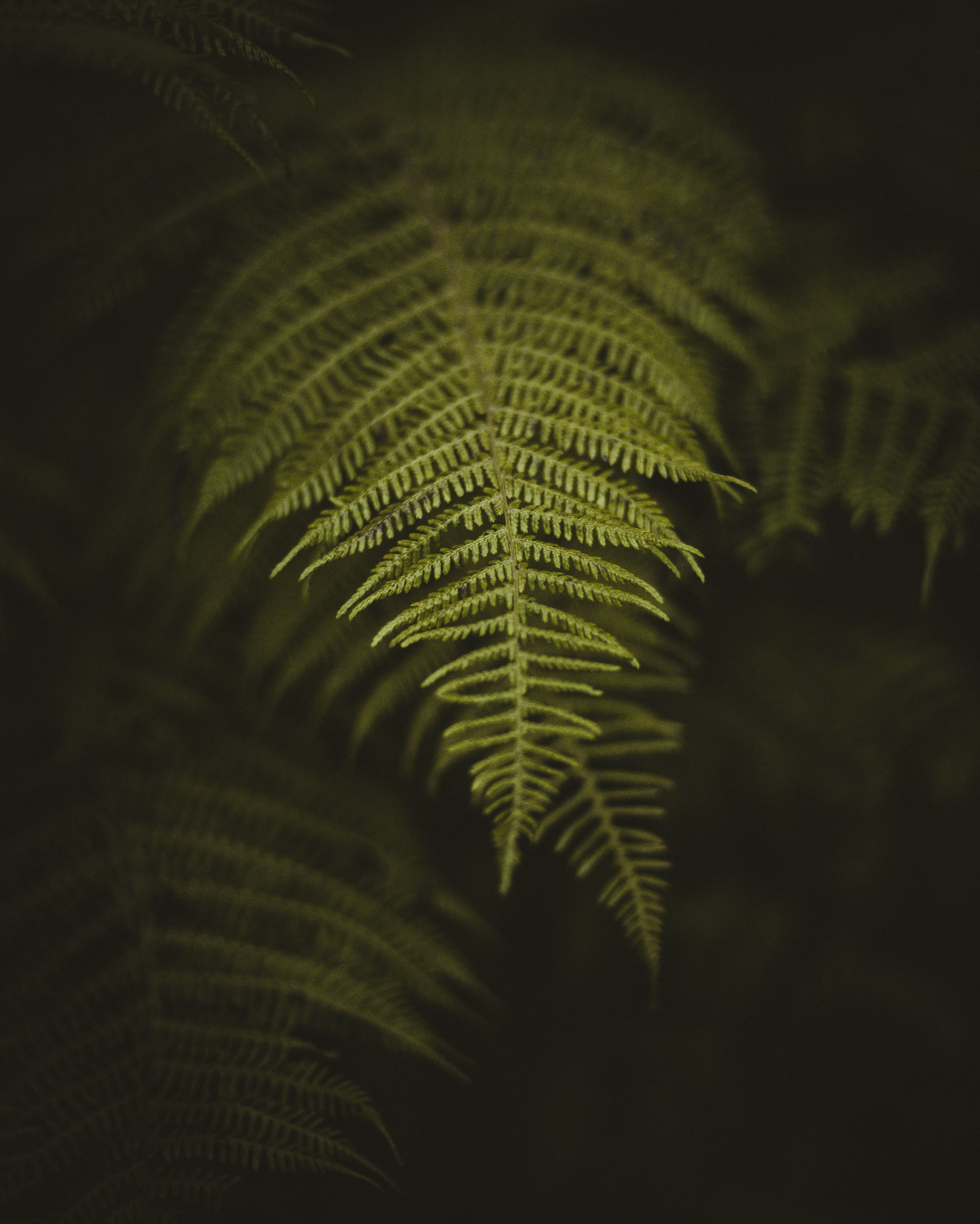 sheet, fern, nature, macro, leaf Phone Background