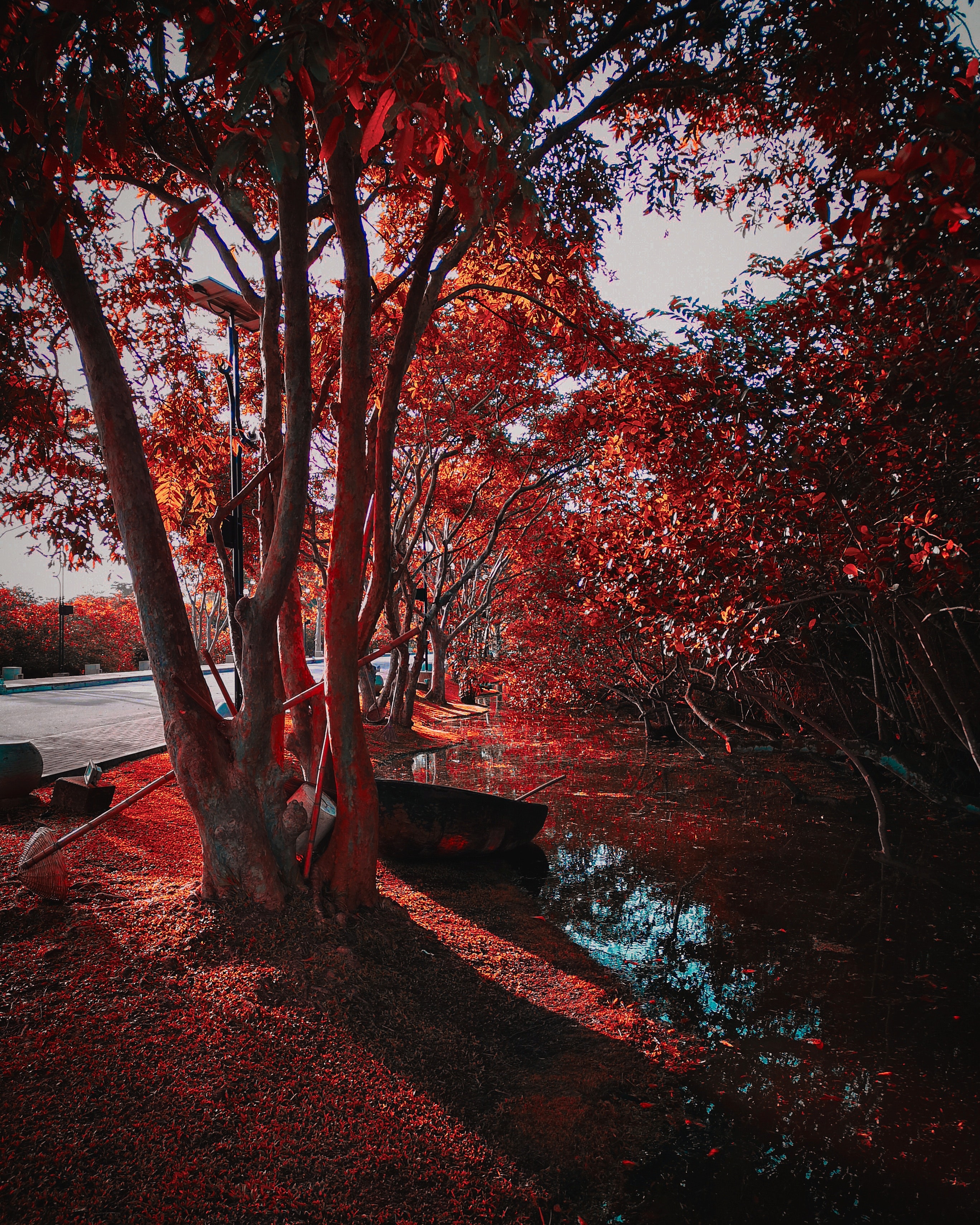 park, foliage, nature, trees, autumn iphone wallpaper