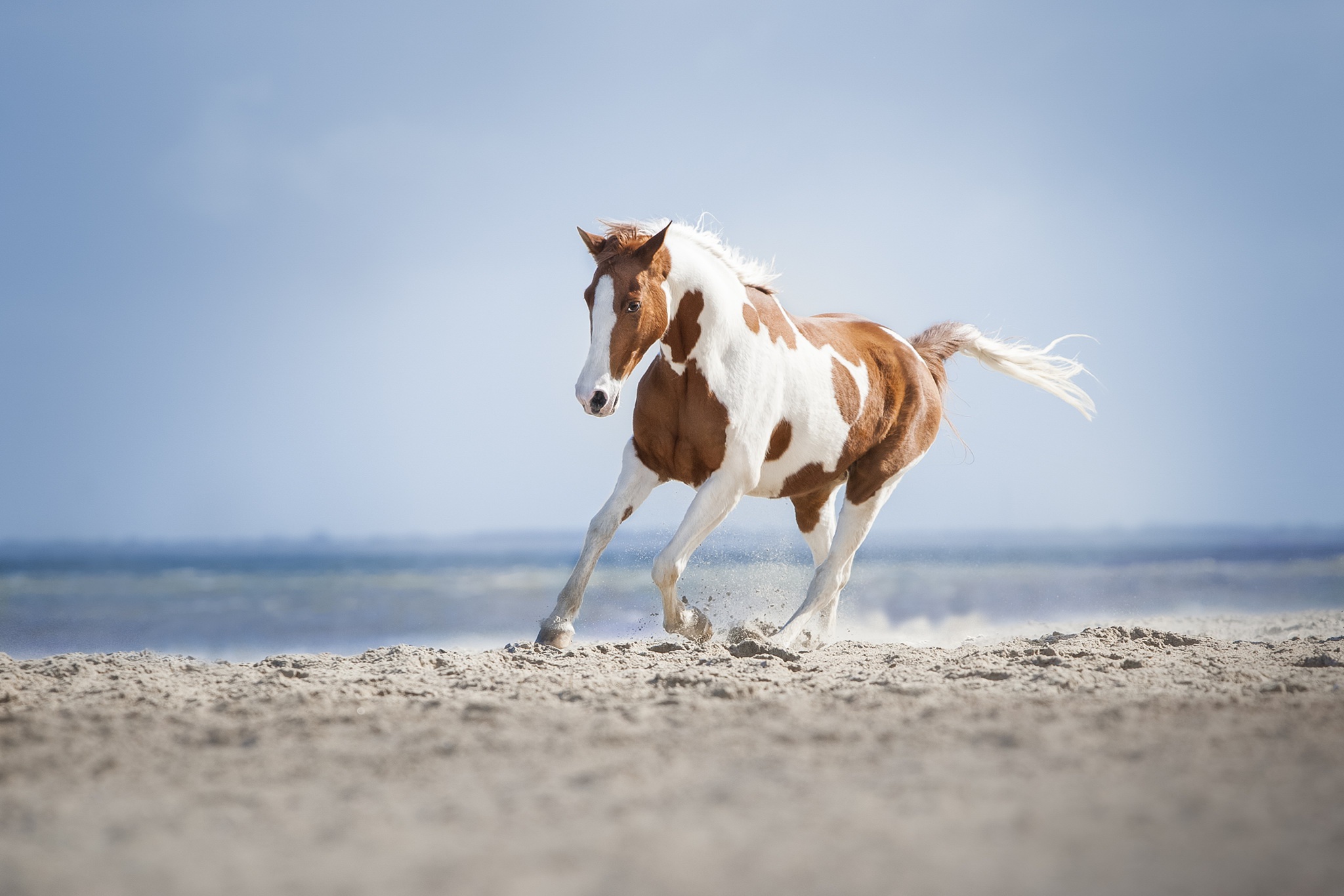 Лошадь на побережье