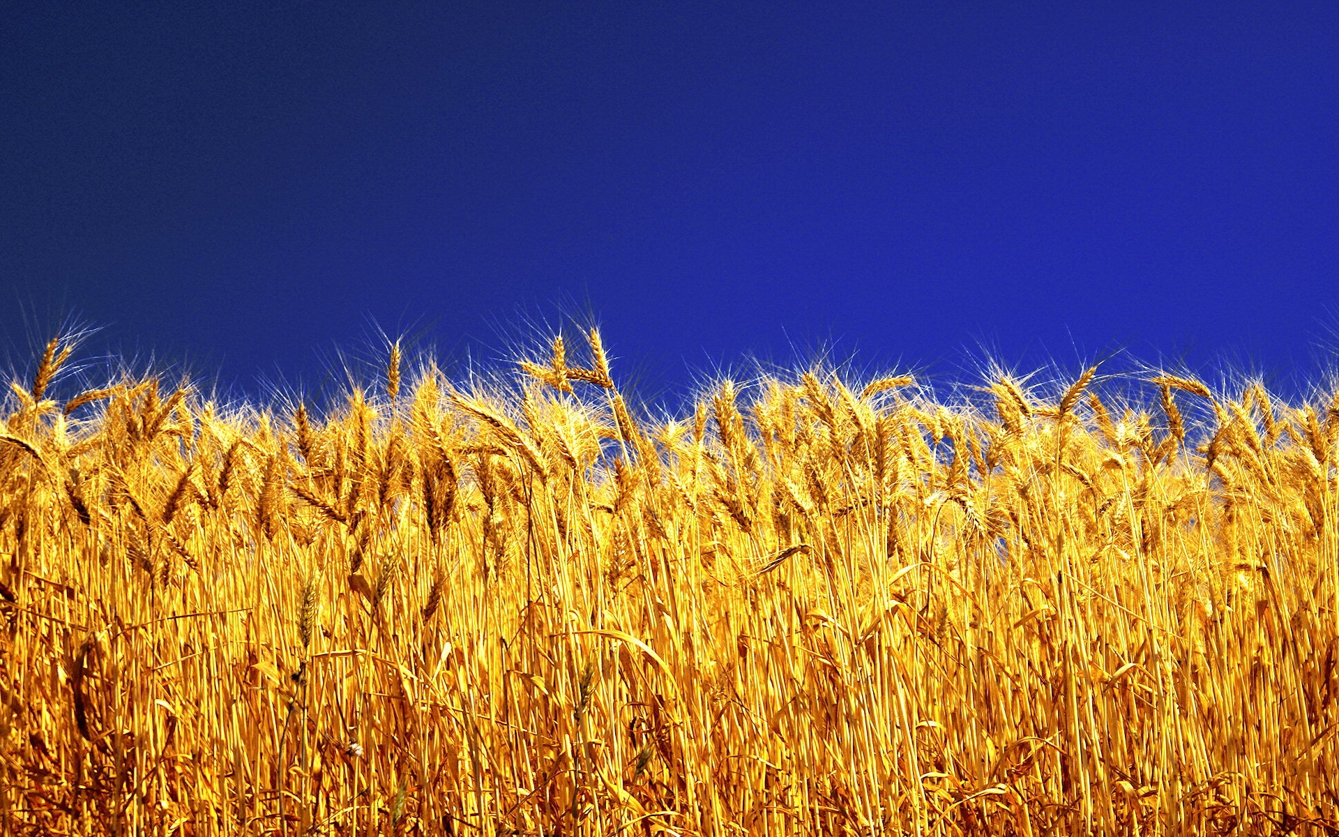 wheat, plants cellphone