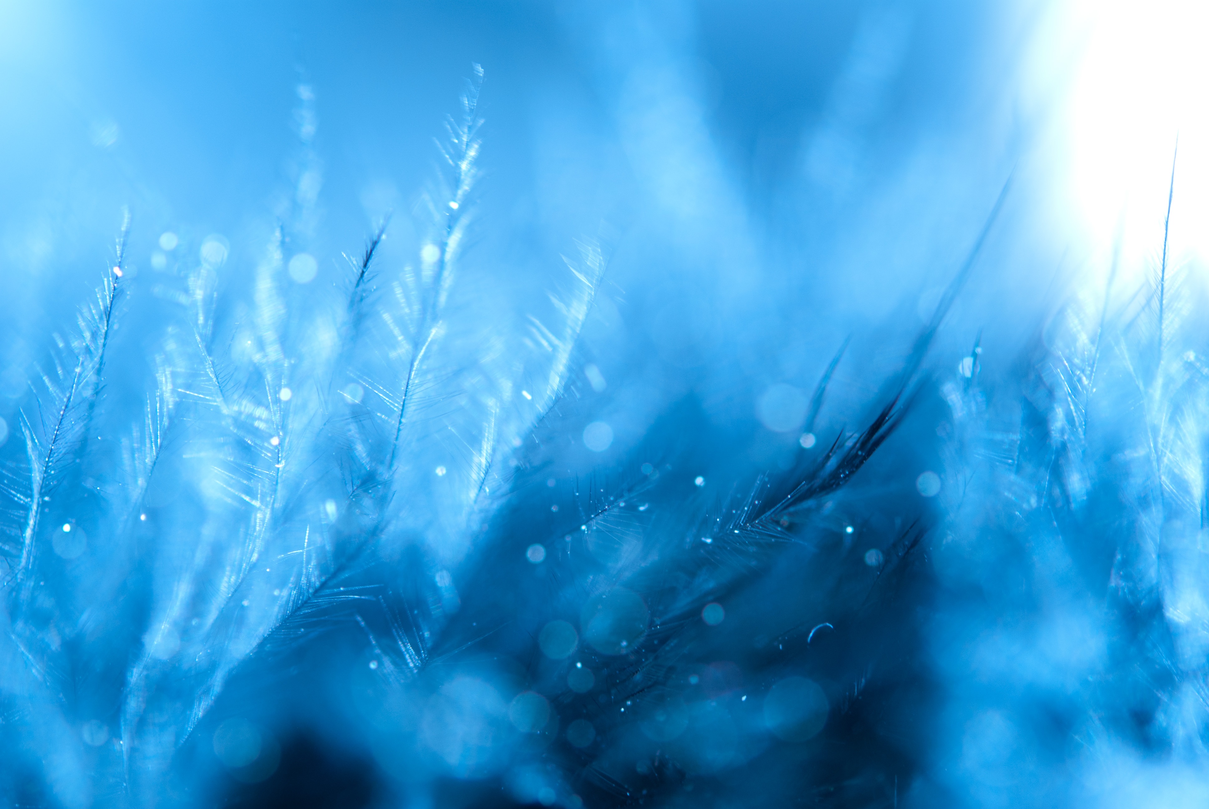Free download wallpaper Macro, Feather, Blur, Smooth on your PC desktop