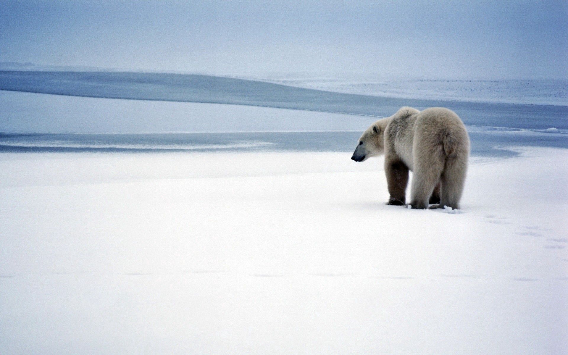 Download mobile wallpaper Snow, Polar Bear, Animals, Stroll, Bear for free.