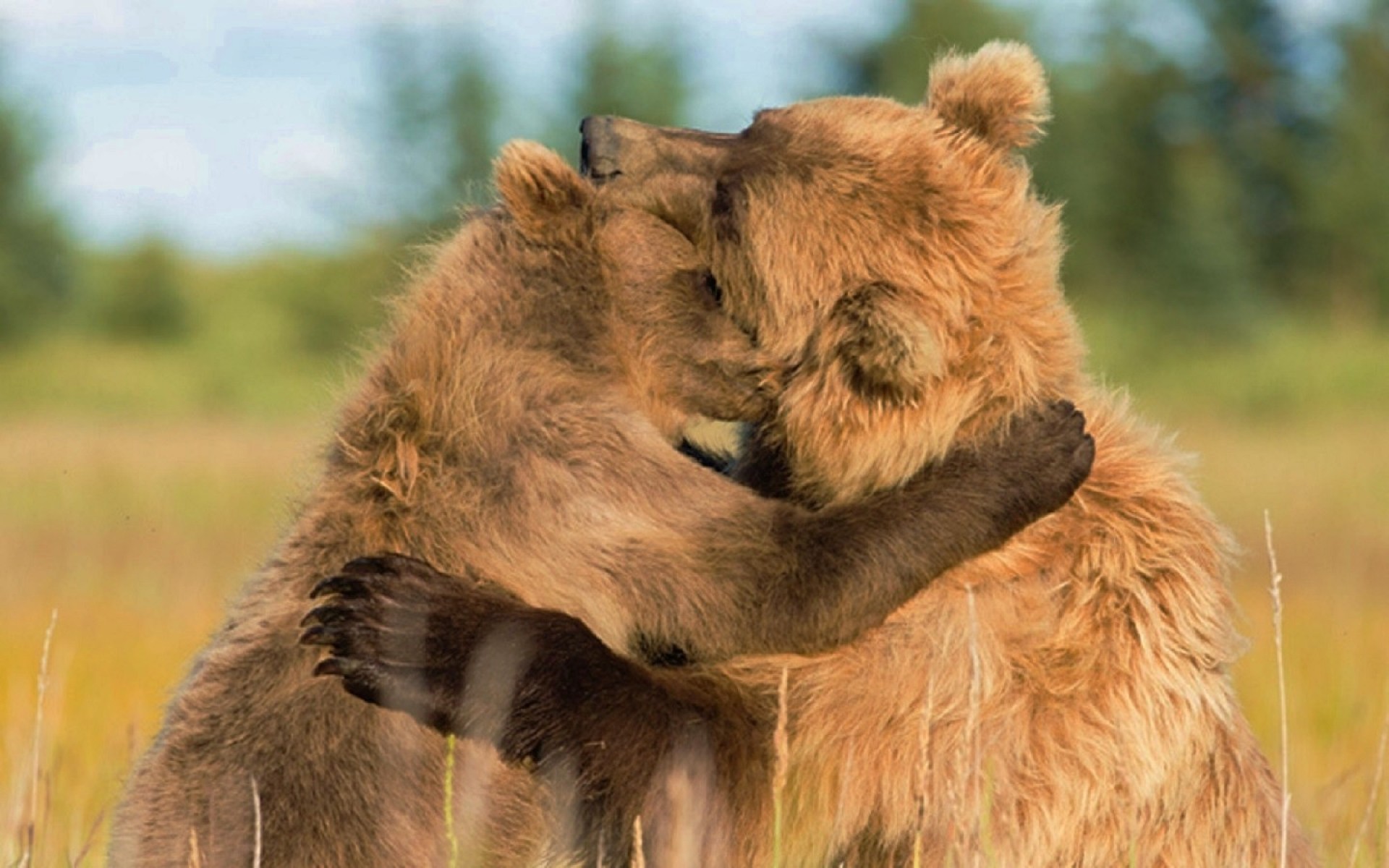 animal, bear, brown bear, couple, cute, hug, bears