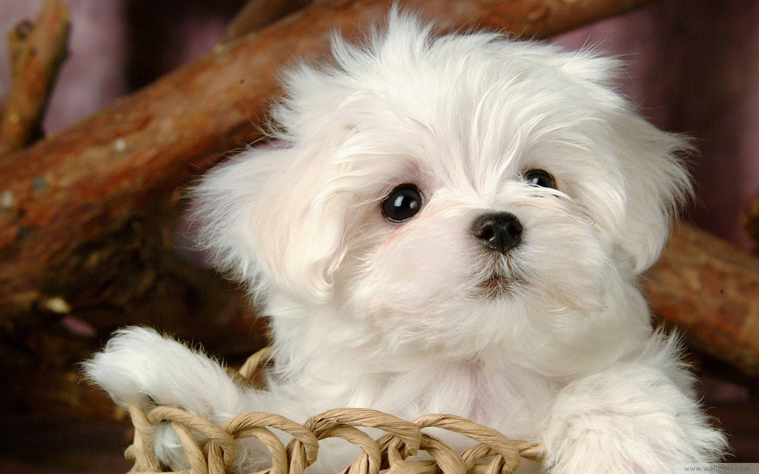 Puppy. Лион Бишон. Мальтийская болонка Teacup. Бельгийская болонка. Болонка Бишон.