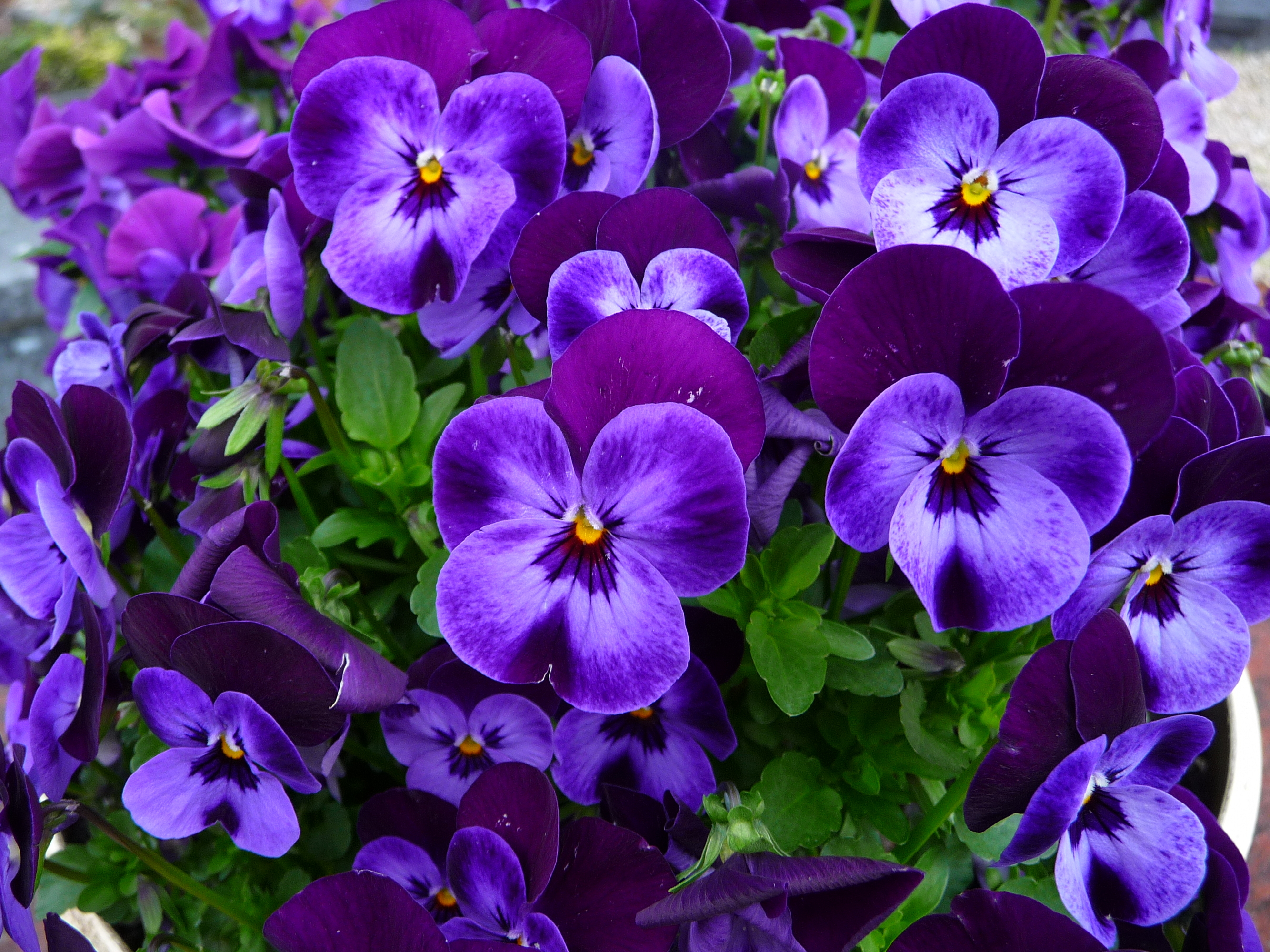 Фиолетовые Цветы Фиалки