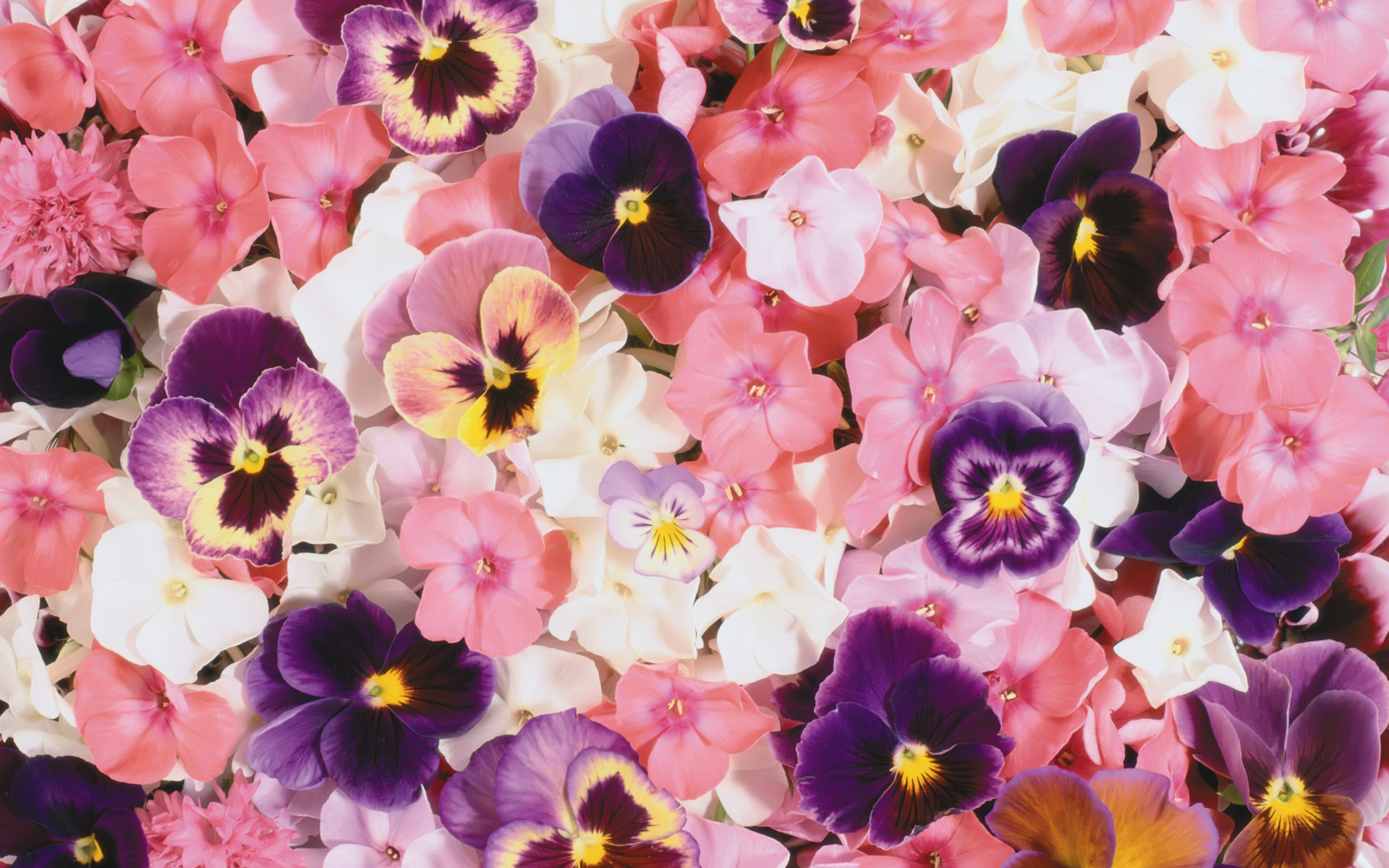 287604壁紙のダウンロード地球, パンジー, ピンクの花, 紫色の花, 白い花, フラワーズ-スクリーンセーバーと写真を無料で