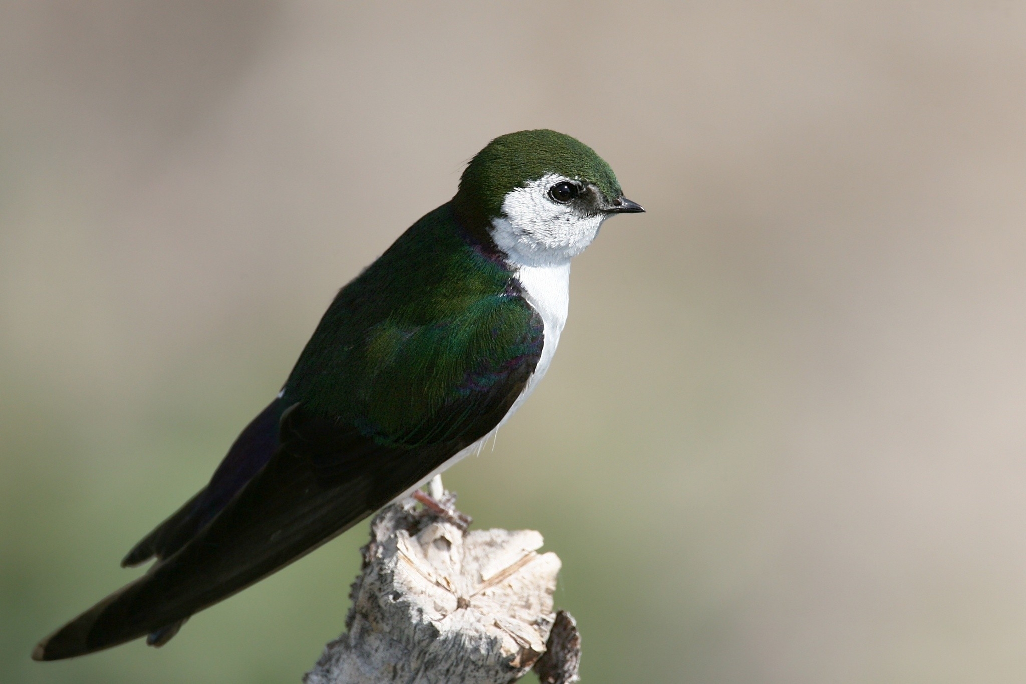 color, animals, bird, swallow, north american swallow, tachycineta thalassina 1080p
