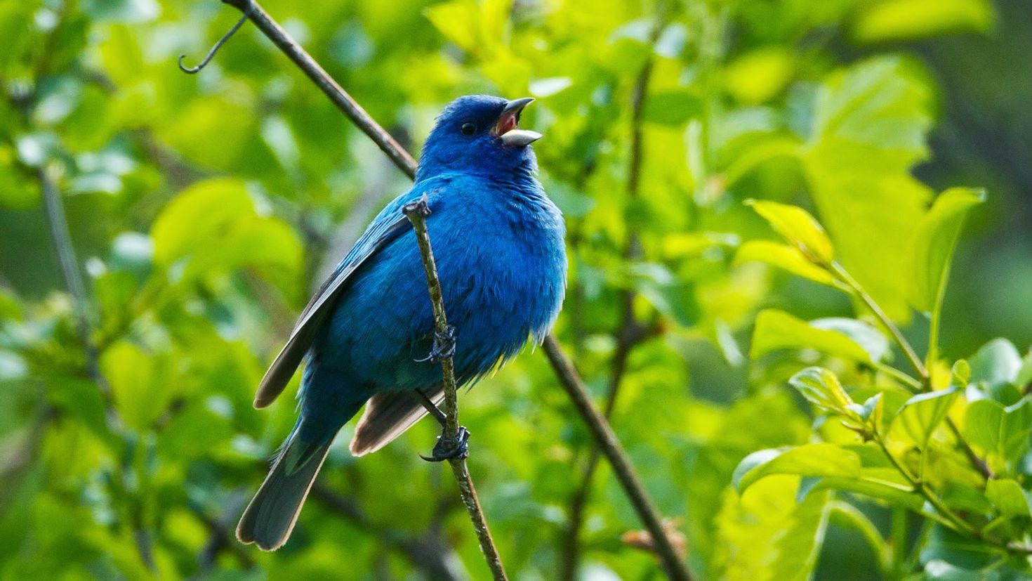 Дерево синей птицы. ИНДИГОВАЯ овсянка. Голубой Соловей. Птица на ветке. Синяя птица.