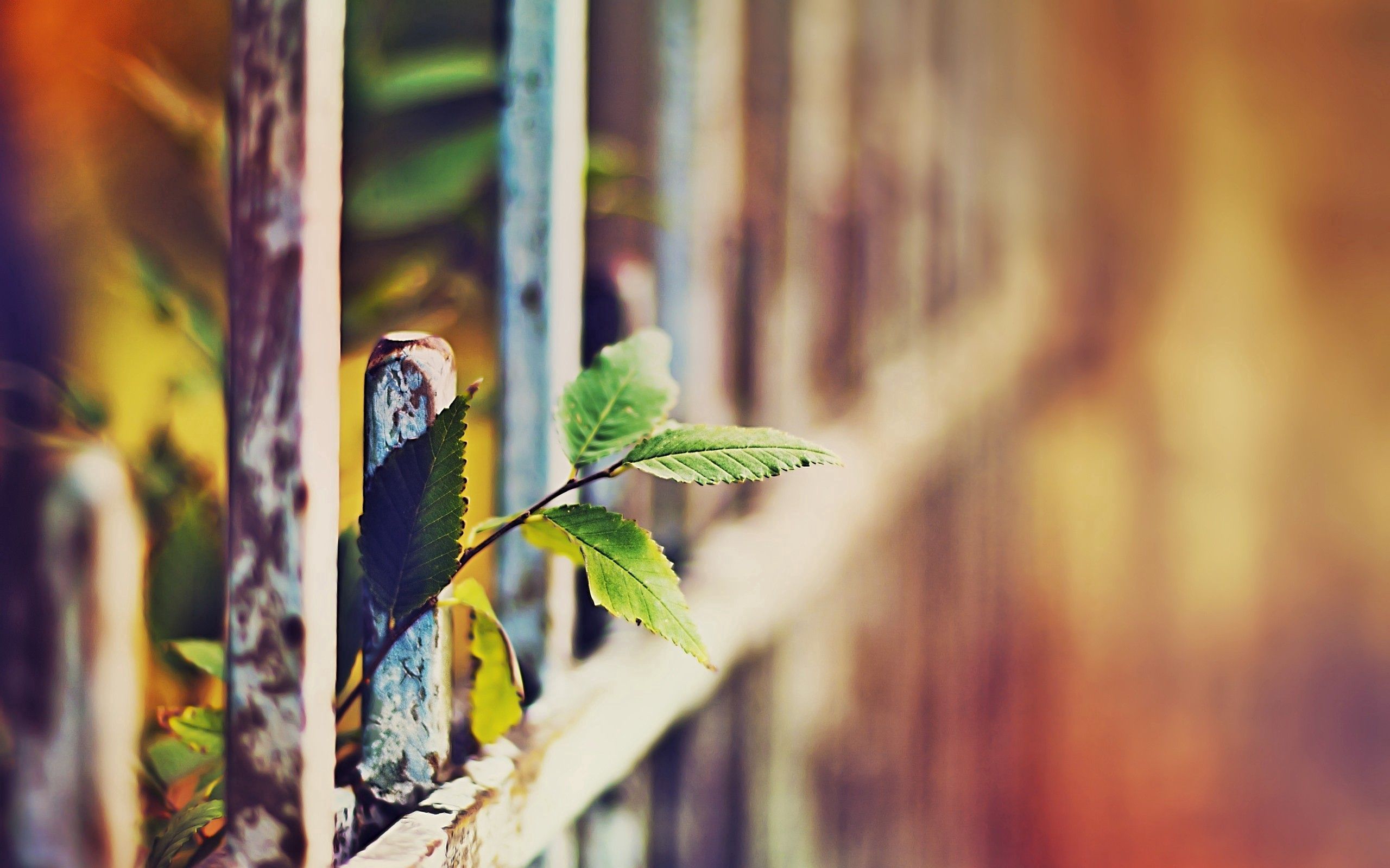 Download mobile wallpaper Fence, Glare, Grass, Macro, Leaves for free.