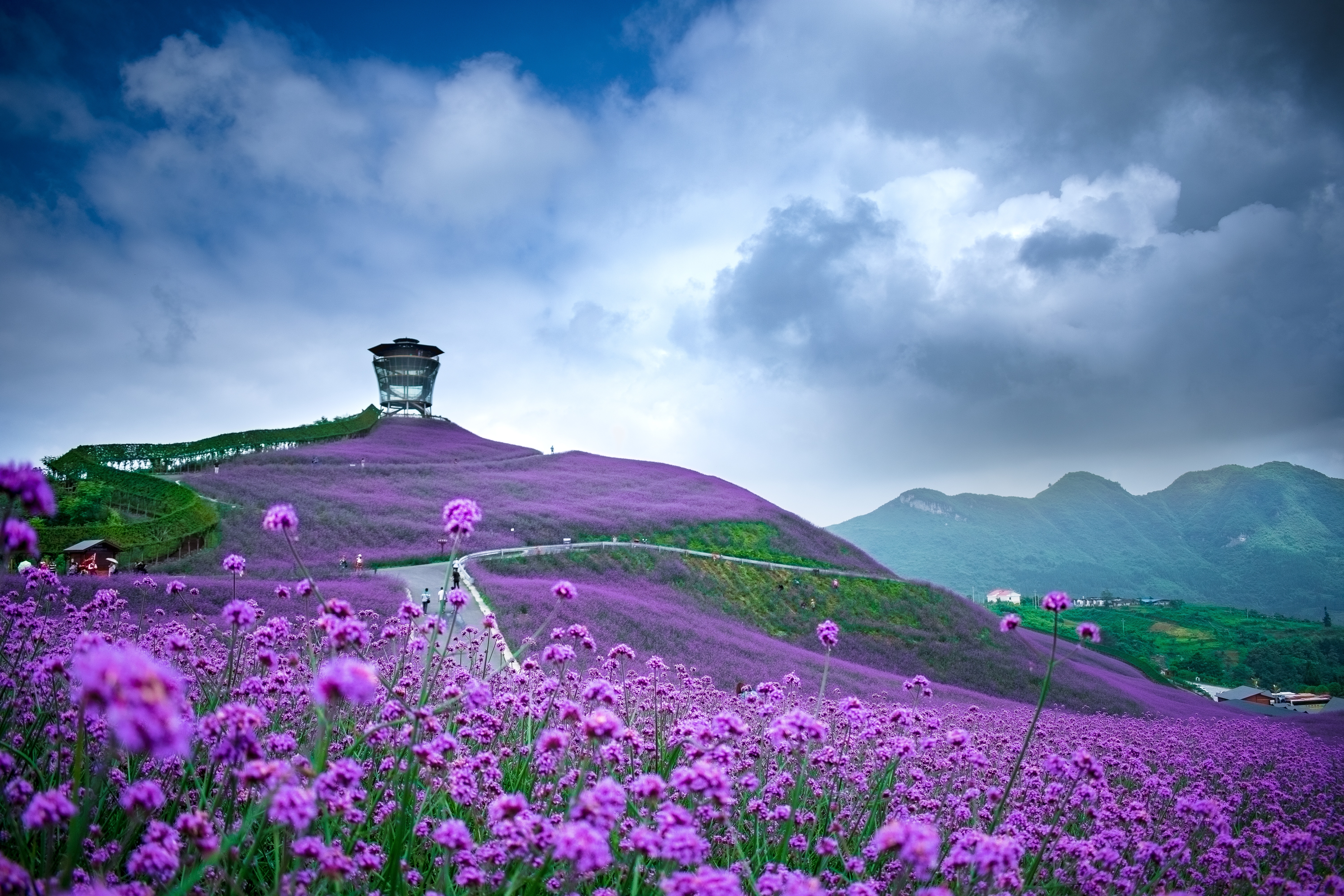 Download mobile wallpaper Flowers, Flower, Earth, Field, China, Purple Flower for free.