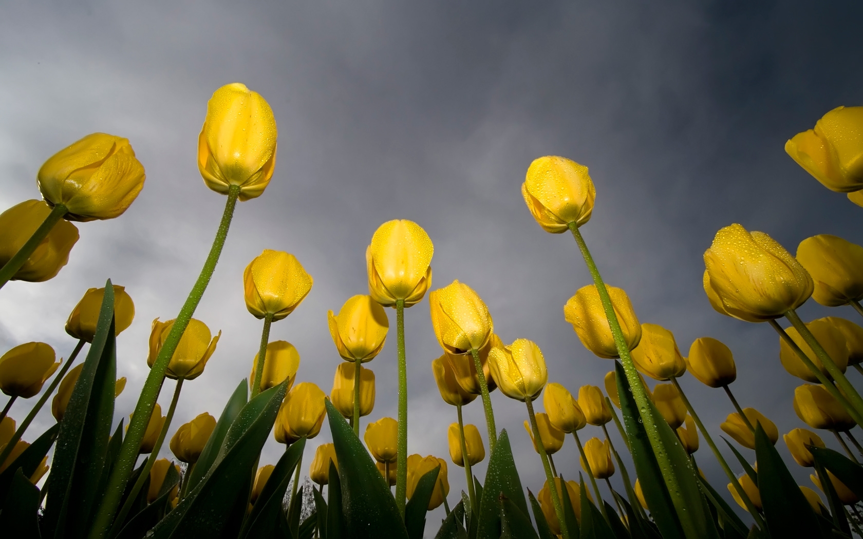 36107 Bildschirmschoner und Hintergrundbilder Tulpen auf Ihrem Telefon. Laden Sie  Bilder kostenlos herunter
