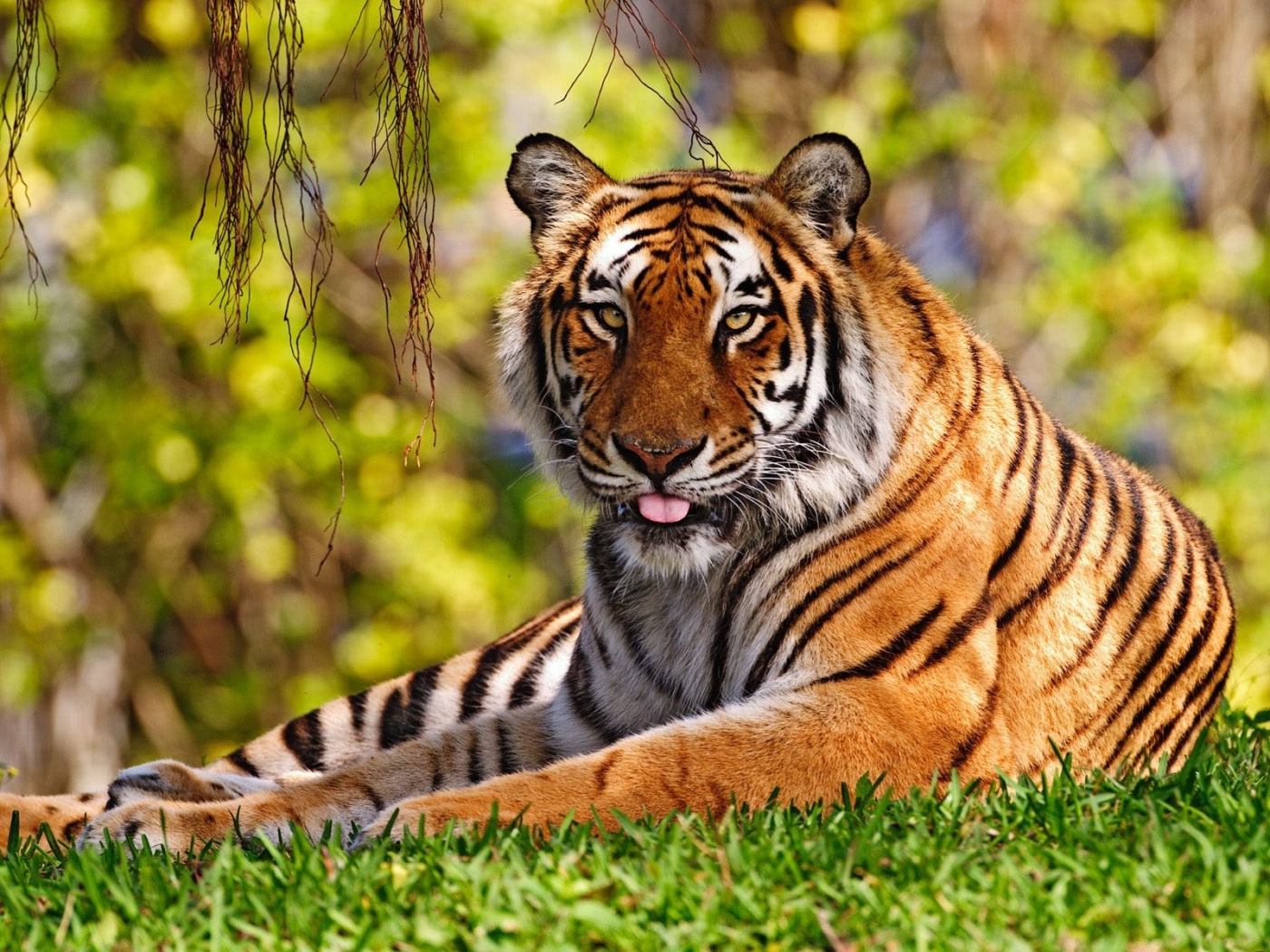 47712 Hintergrundbild herunterladen tigers, tiere - Bildschirmschoner und Bilder kostenlos