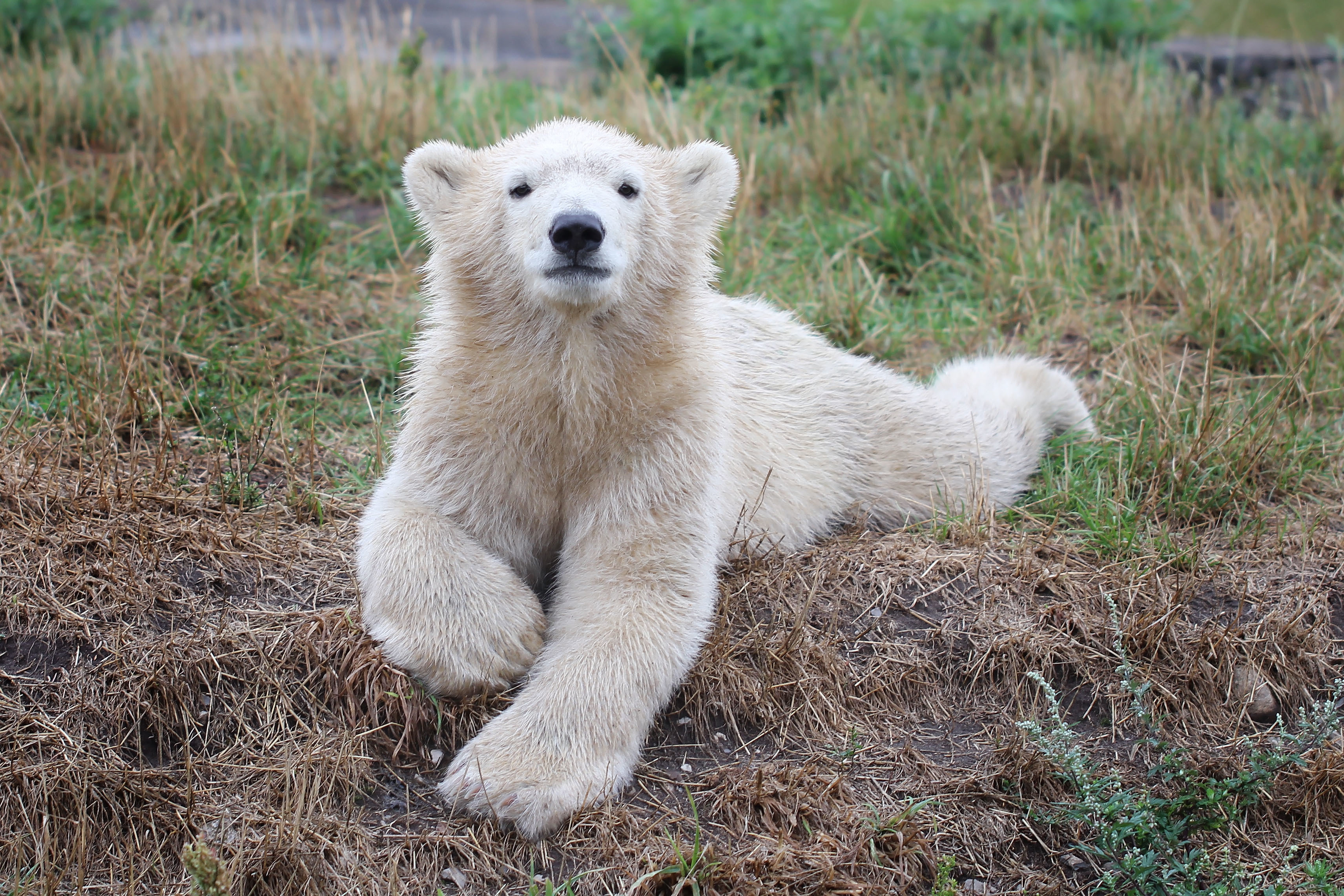 在您的 PC 桌面上免費下載 动物, 年轻, 幼崽, 北极熊, 熊 圖片