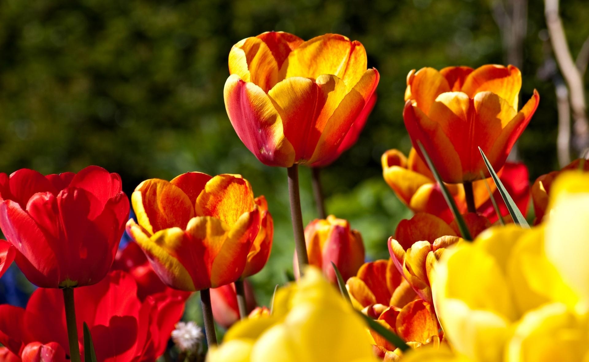 bright, flowers, tulips, disbanded, loose, sunny Full HD