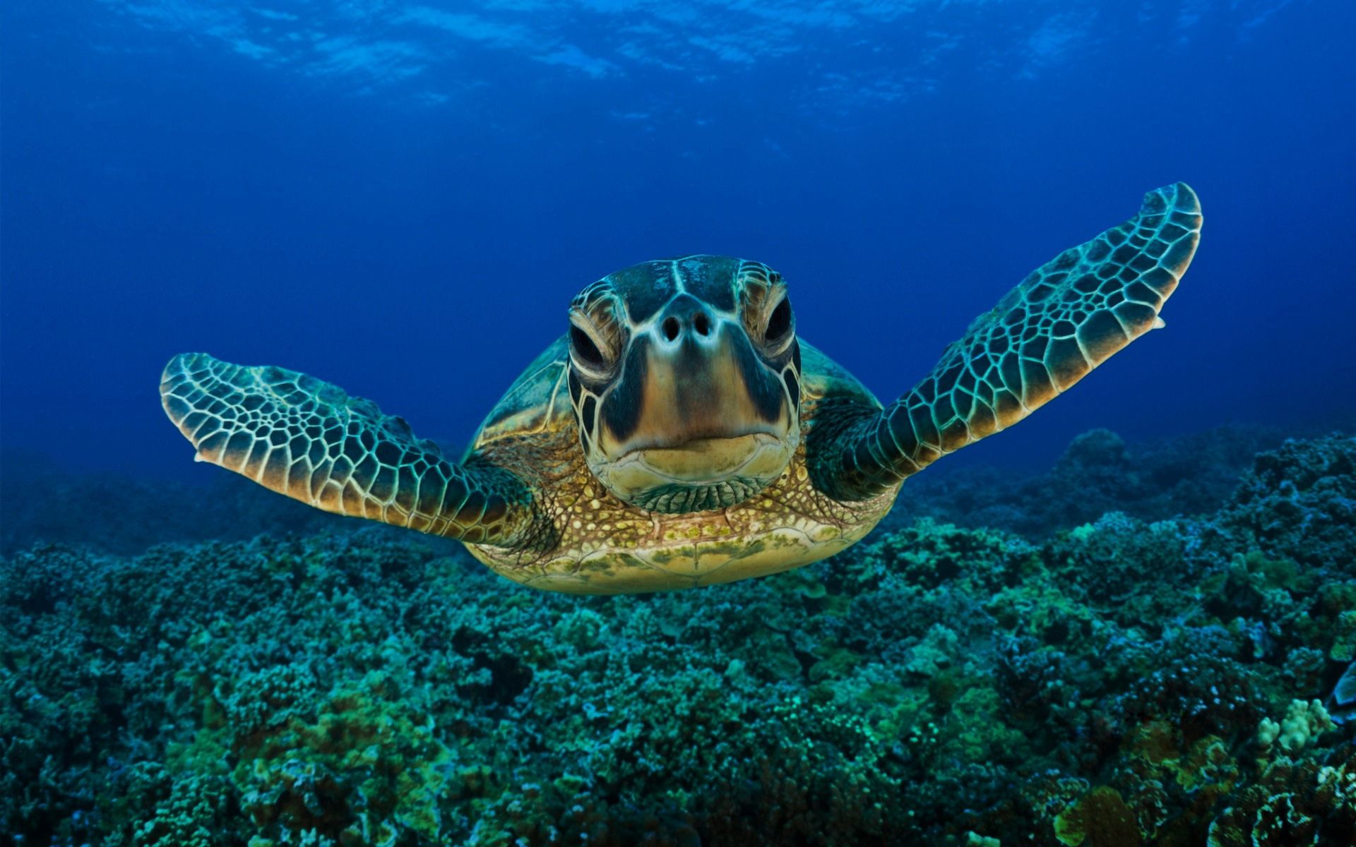 turtle, animals, underwater world, swim, to swim, carapace, shell
