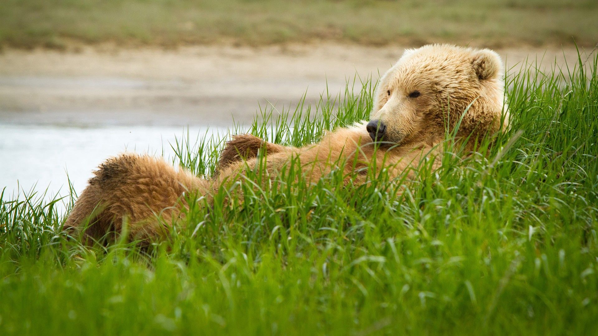 Download mobile wallpaper Thick, Lie, Fat, Animals, To Lie Down, Grass, Bear for free.