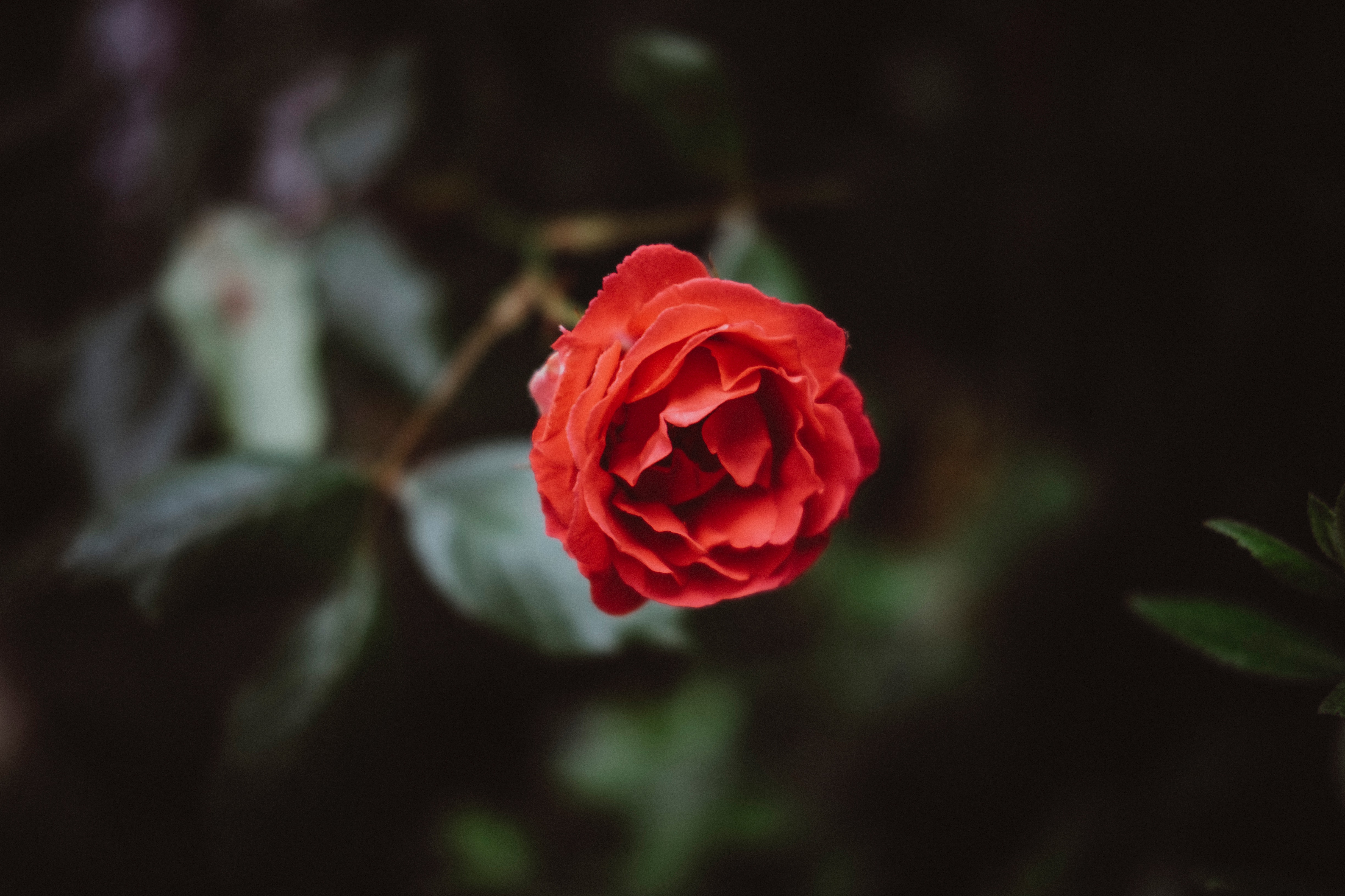 Цветок с красным бутоном. Бутон красной розы. Красные розы Макросъемка.