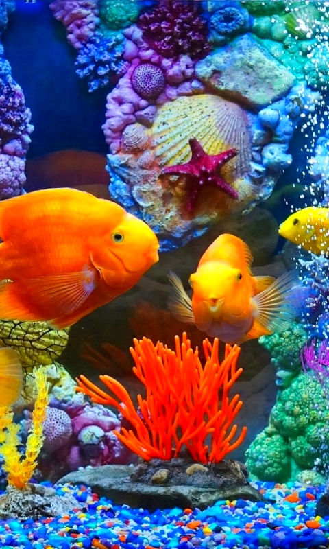 android aquarium, animal, fish, plant, colorful, fishes