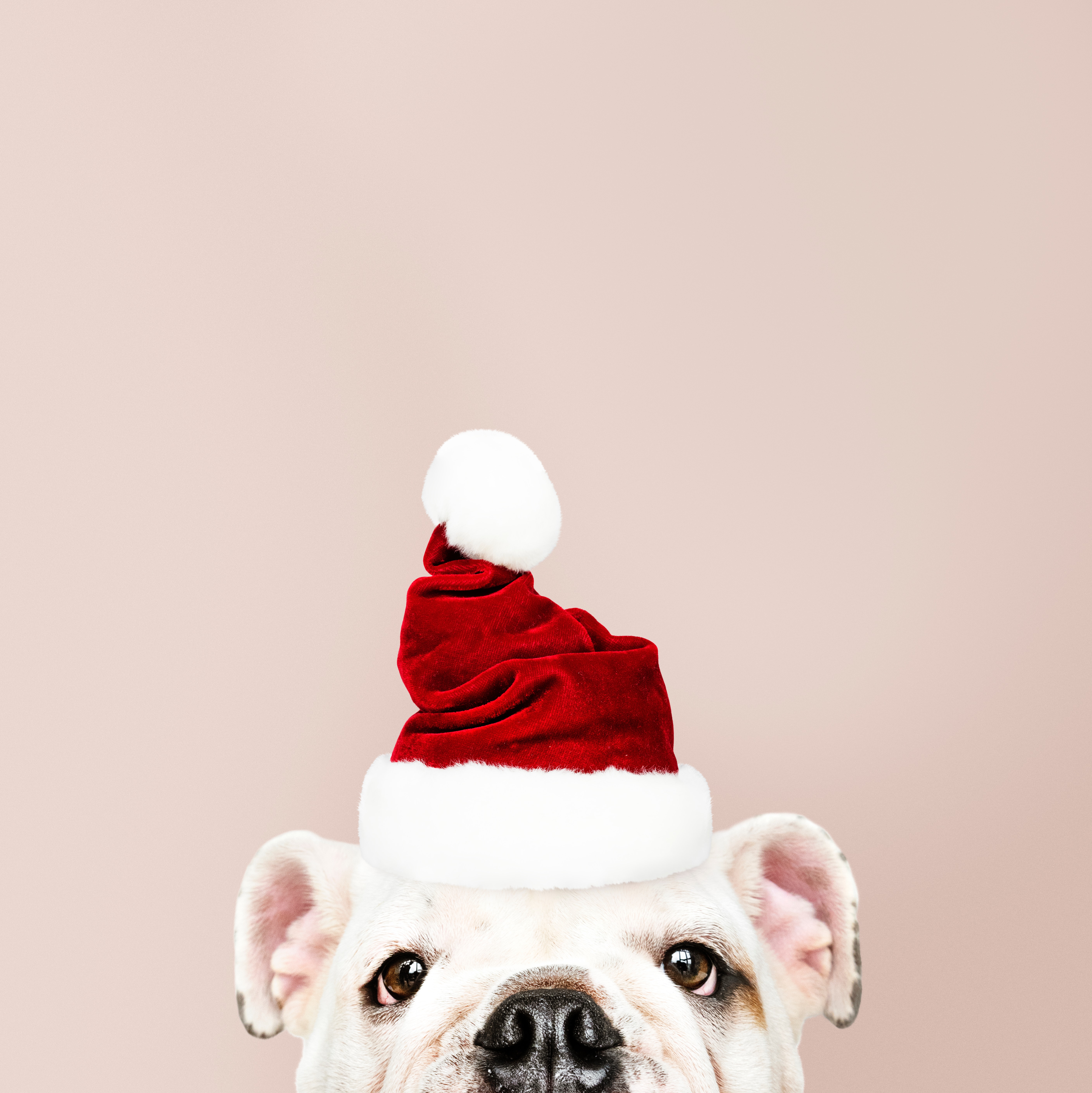 Download mobile wallpaper Dog, New Year, Holidays, Santa Claus, Christmas for free.