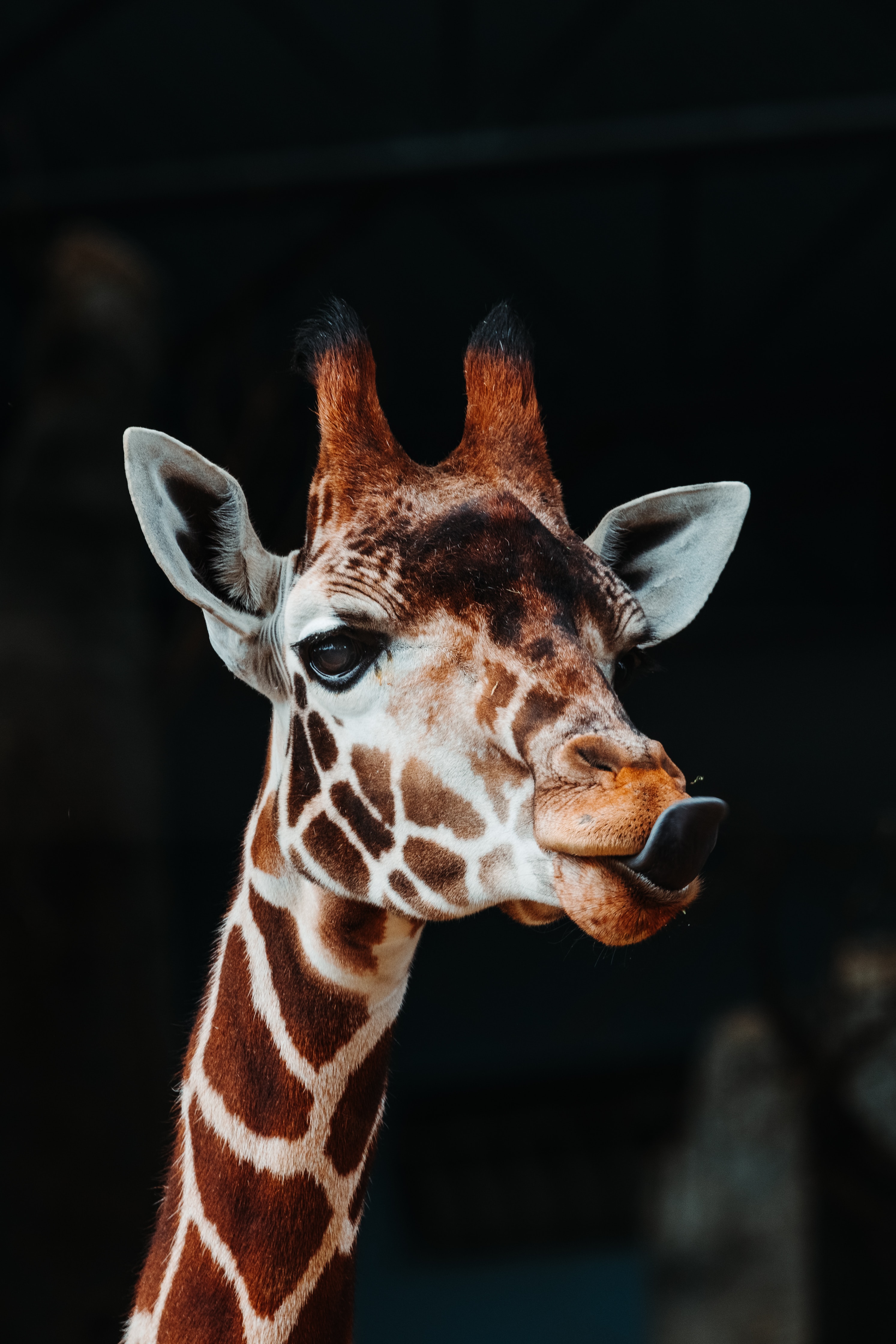 Download mobile wallpaper Protruding Tongue, Tongue Stuck Out, Animals, Animal, Giraffe, Funny for free.