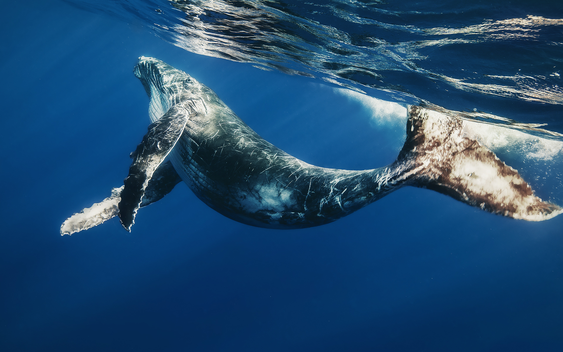 animal, whale, ocean Desktop home screen Wallpaper