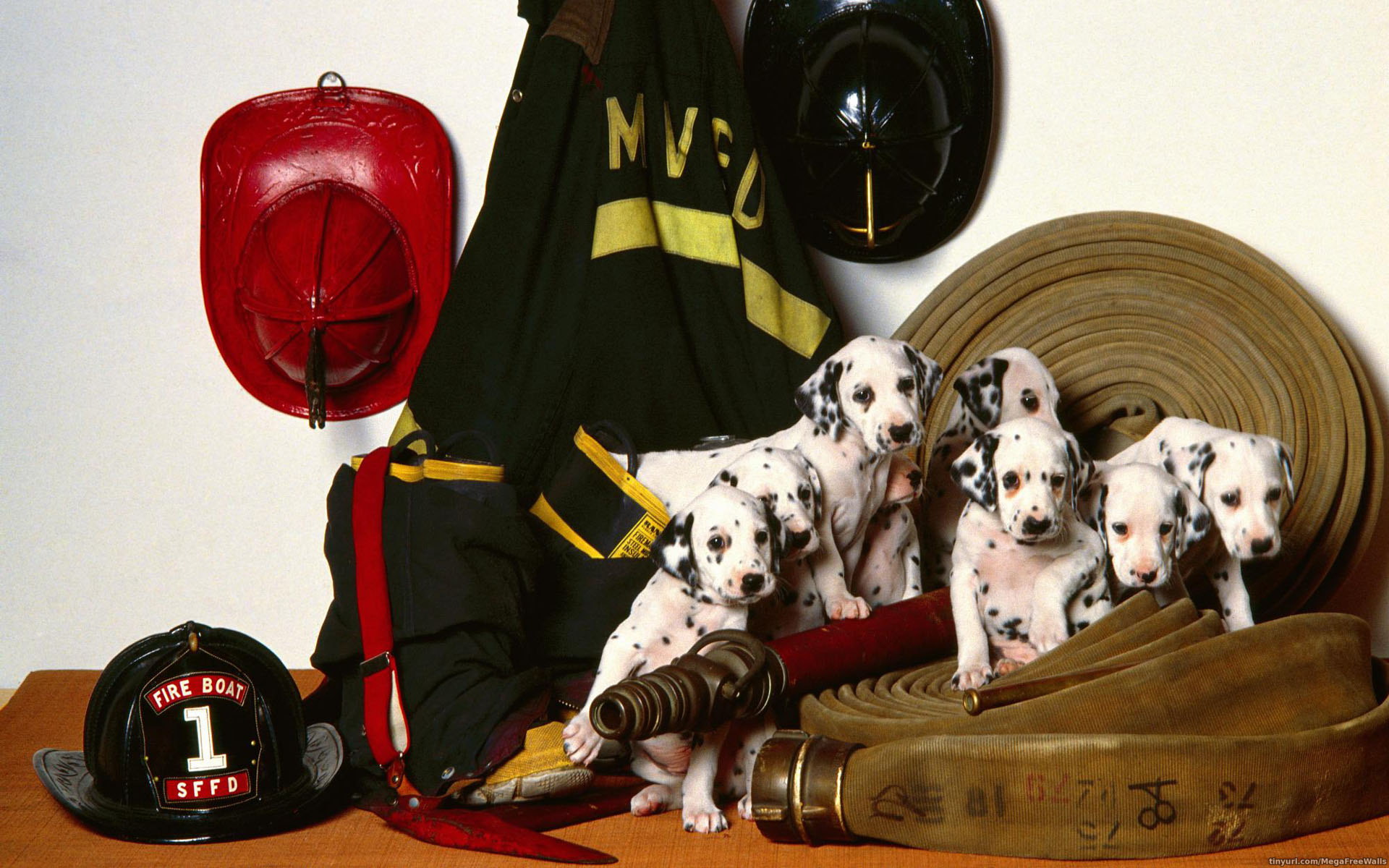 animal, dalmatian, baby animal, dog, puppy, dogs Phone Background