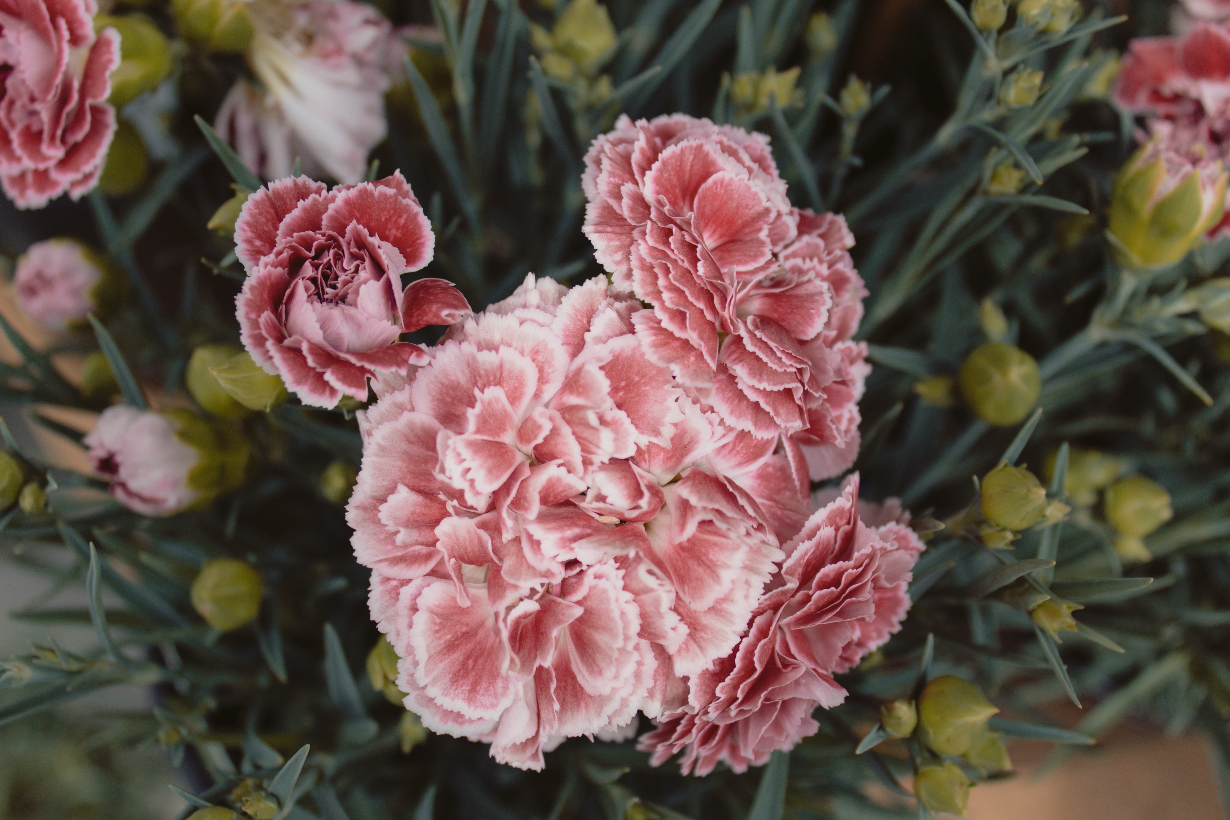 Download mobile wallpaper Carnations, Flowers, Pink for free.