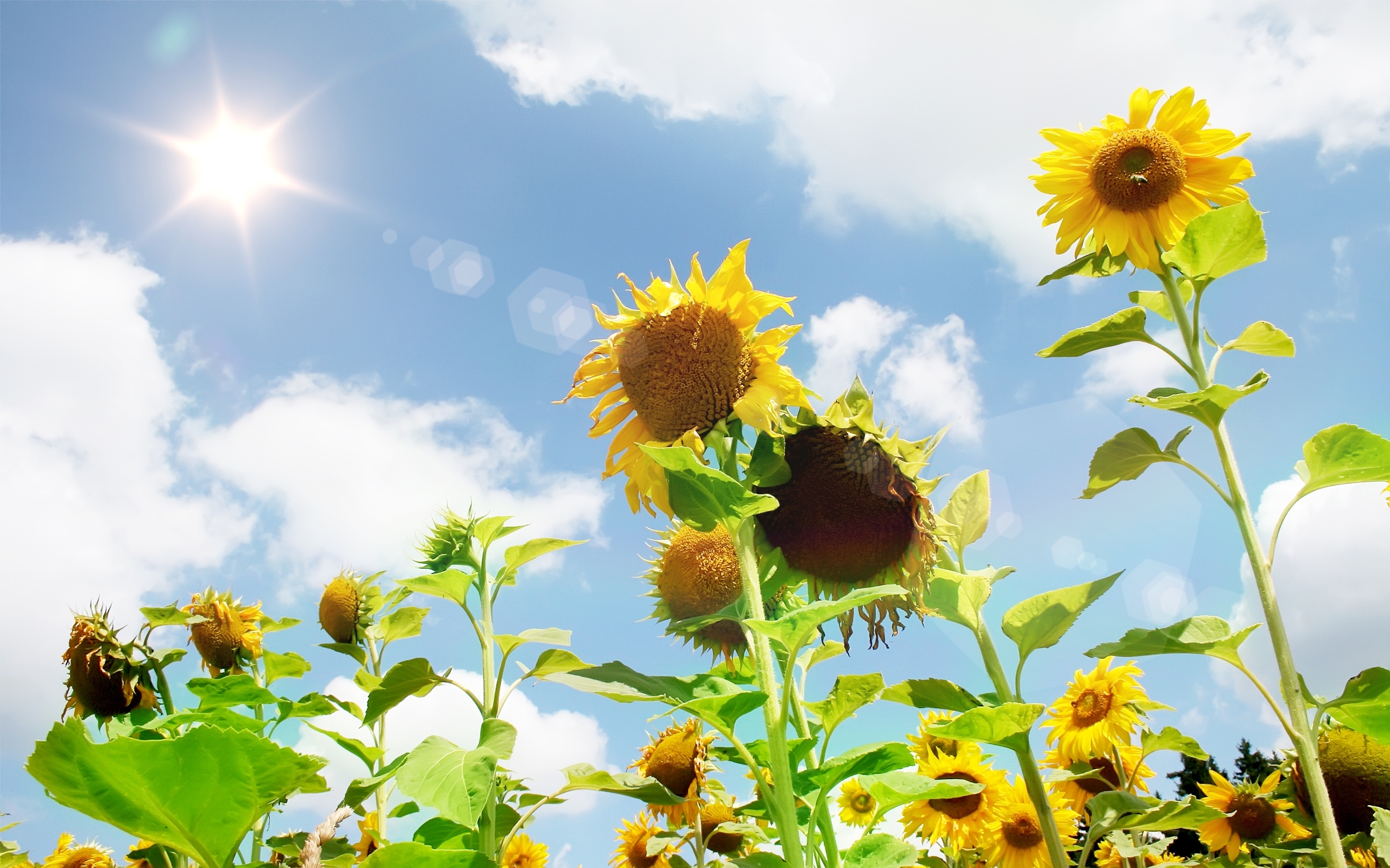Download mobile wallpaper Plants, Landscape, Sunflowers for free.