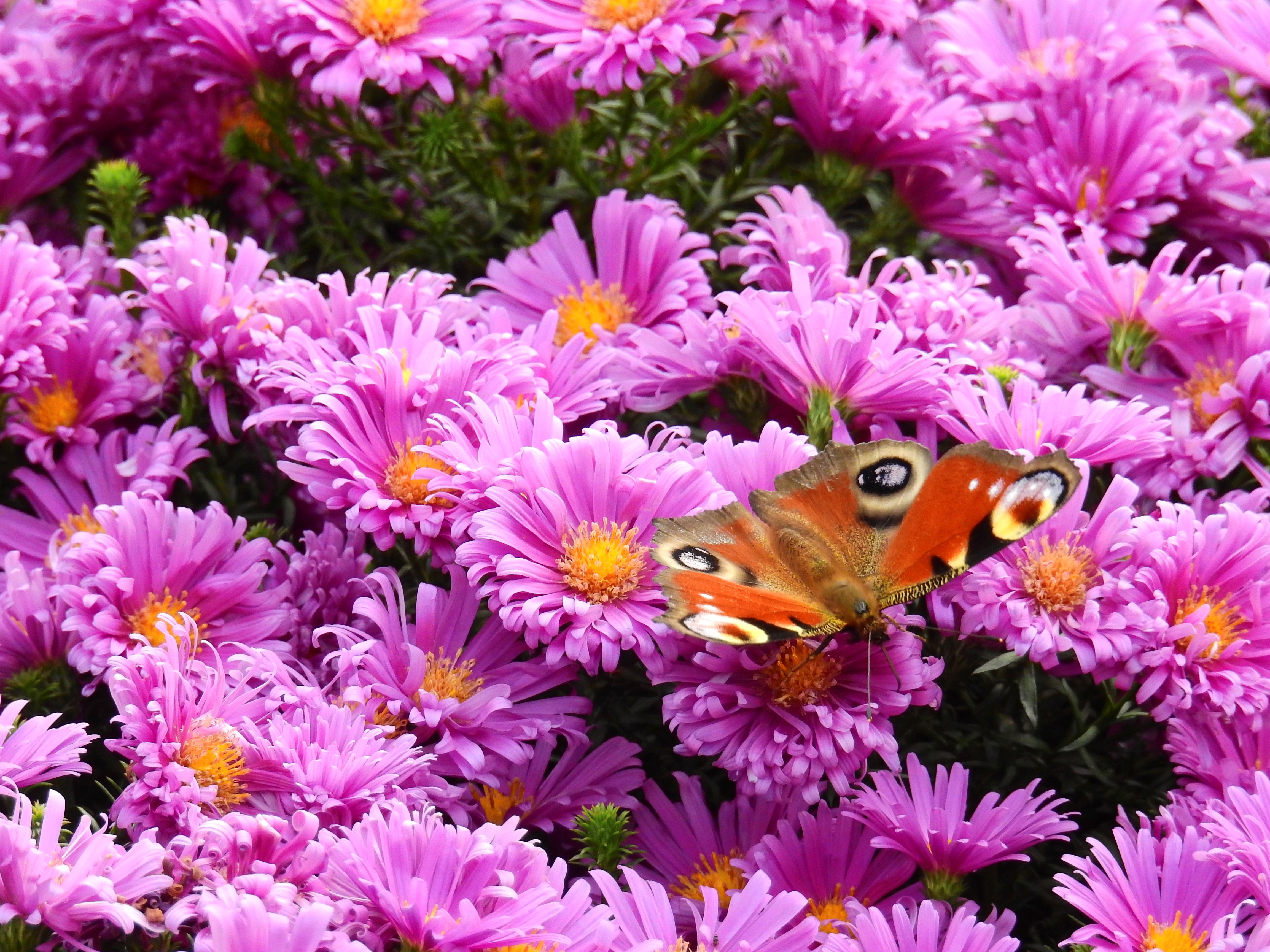 Download mobile wallpaper Flowers, Butterfly, Bright for free.