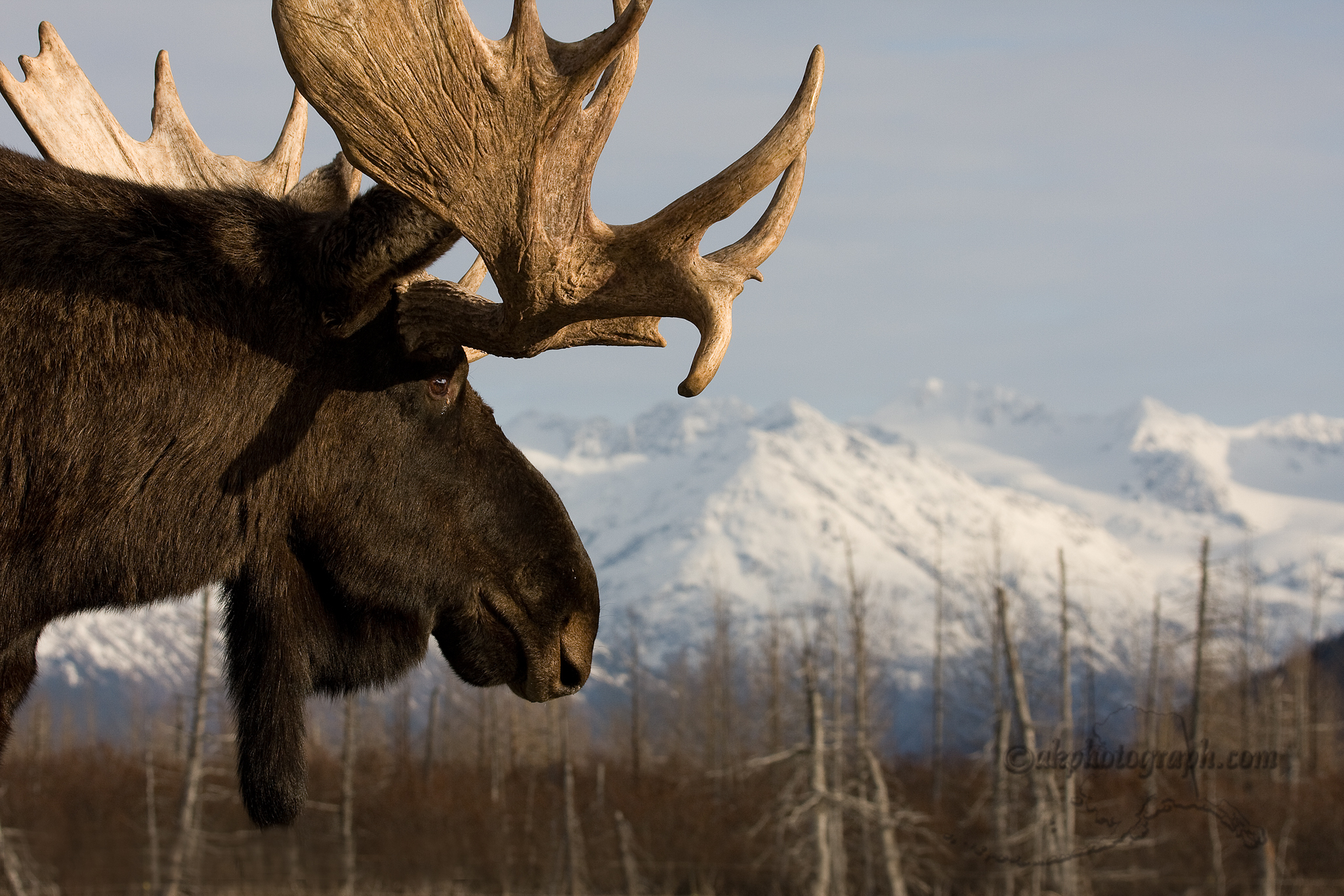 HD wallpaper animal, moose