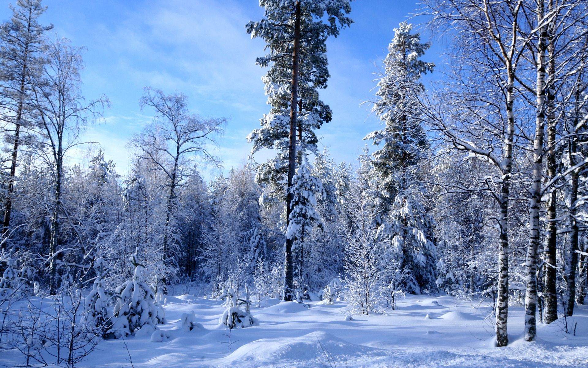 winter, nature, trees, sky, snow, forest, outskirts, azure, edge Aesthetic wallpaper