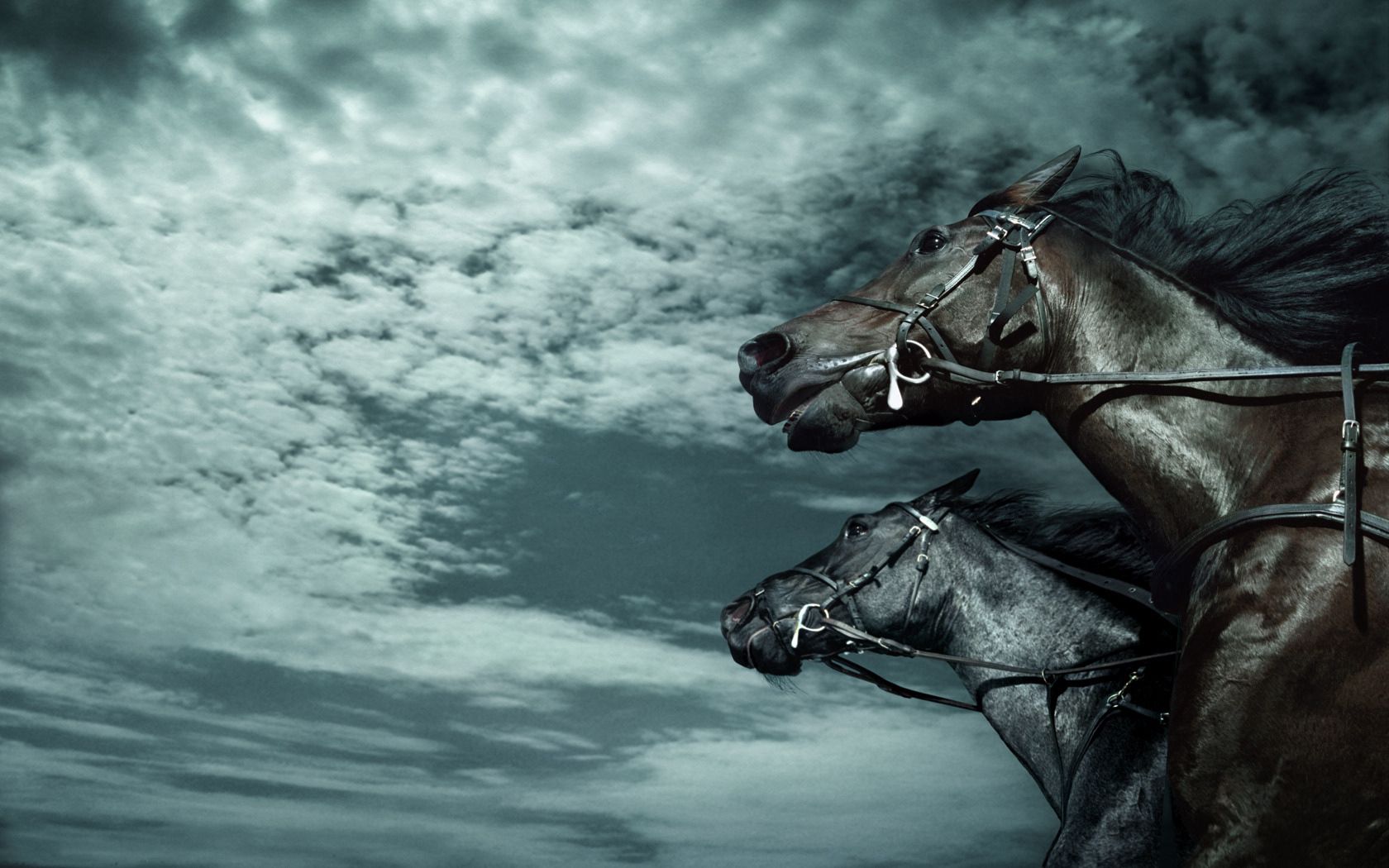 Download mobile wallpaper Animals, Sky, Speed, Dark, Horses for free.