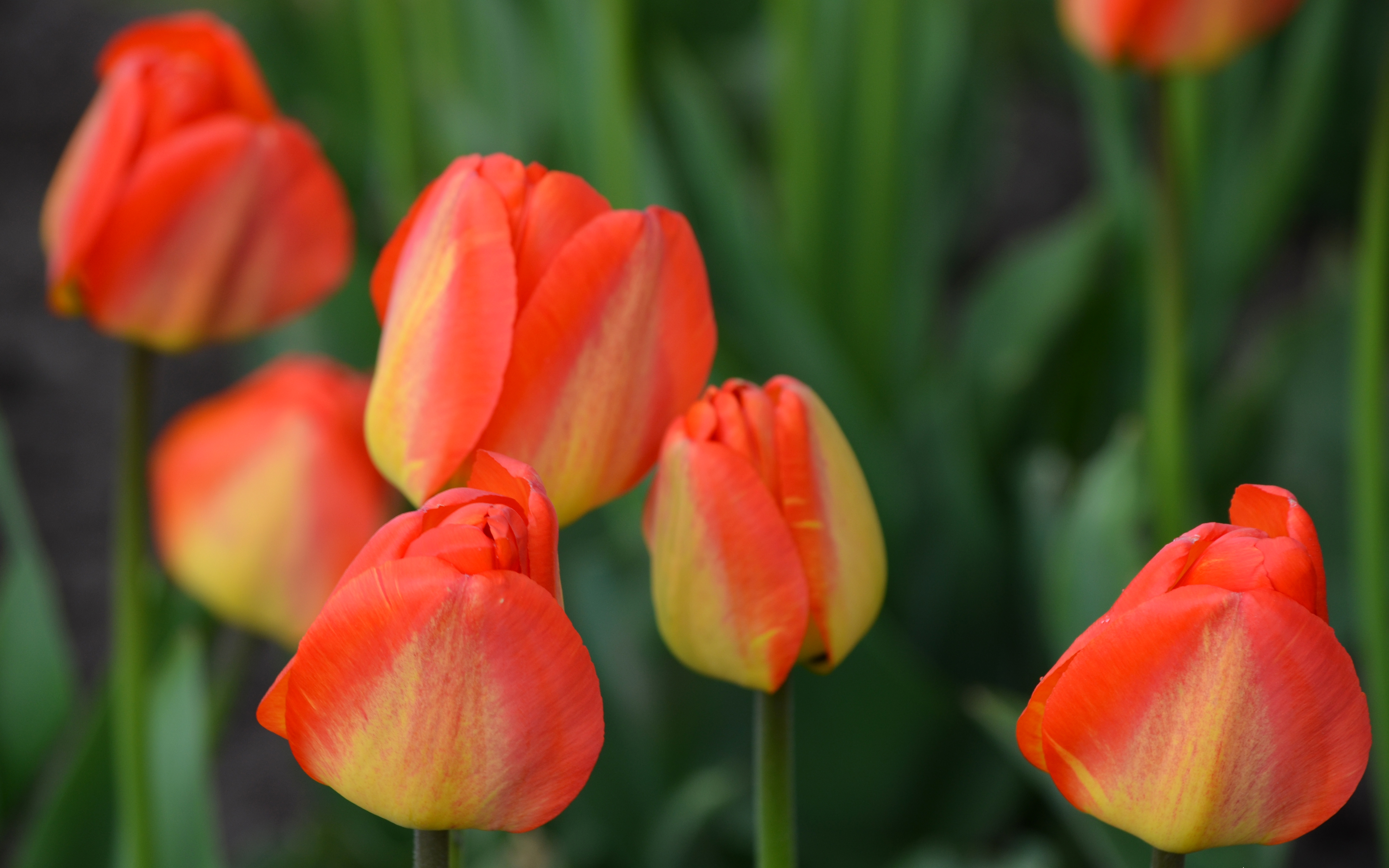 Многоцветный Тюльпан