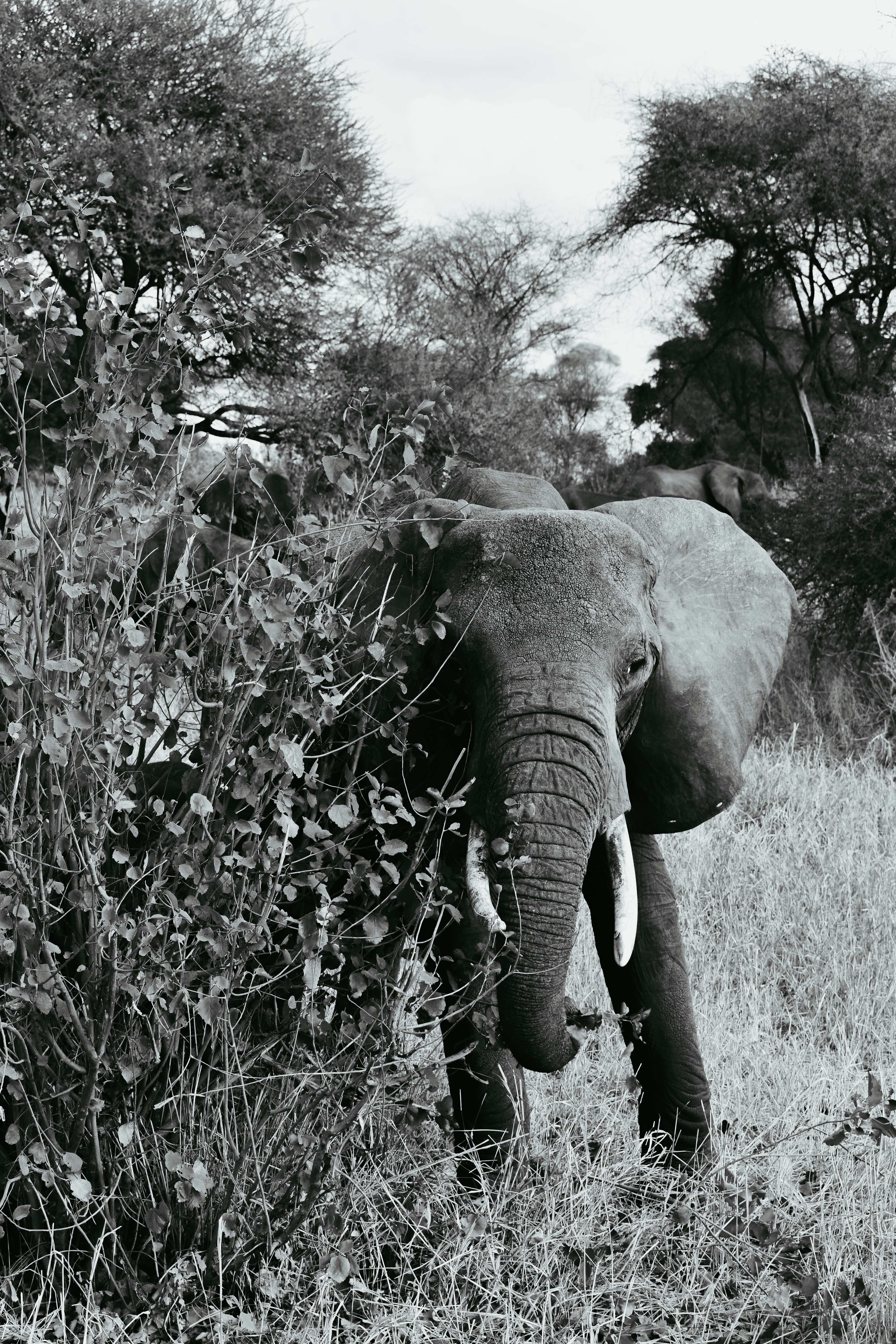 Laden Sie das Wilde Natur, Wildlife, Spaziergang, Bummel, Bw, Chb, Tiere, Elefant, Elefanten-Bild kostenlos auf Ihren PC-Desktop herunter
