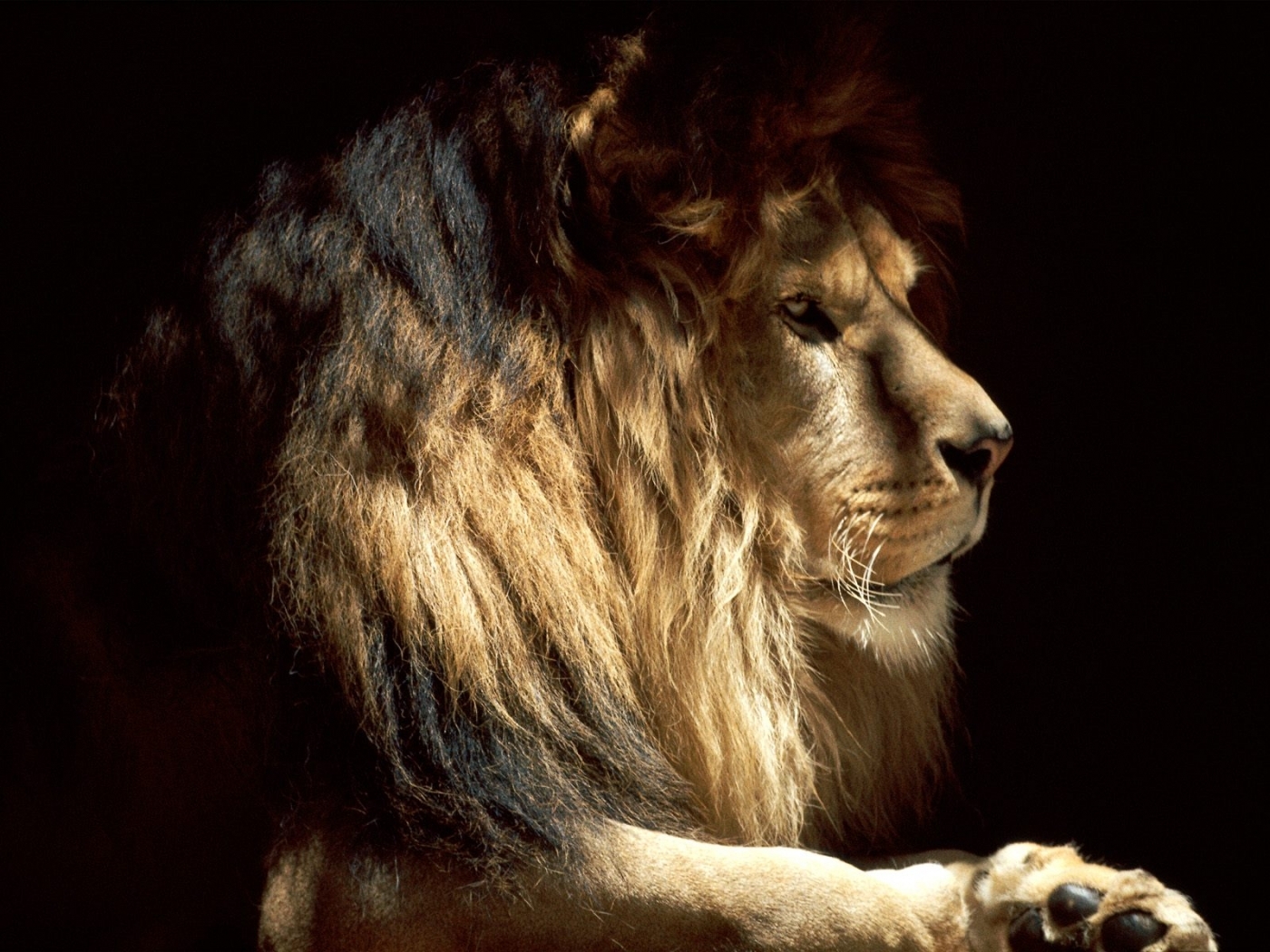 50198 baixar imagens lions, animais - papéis de parede e protetores de tela gratuitamente