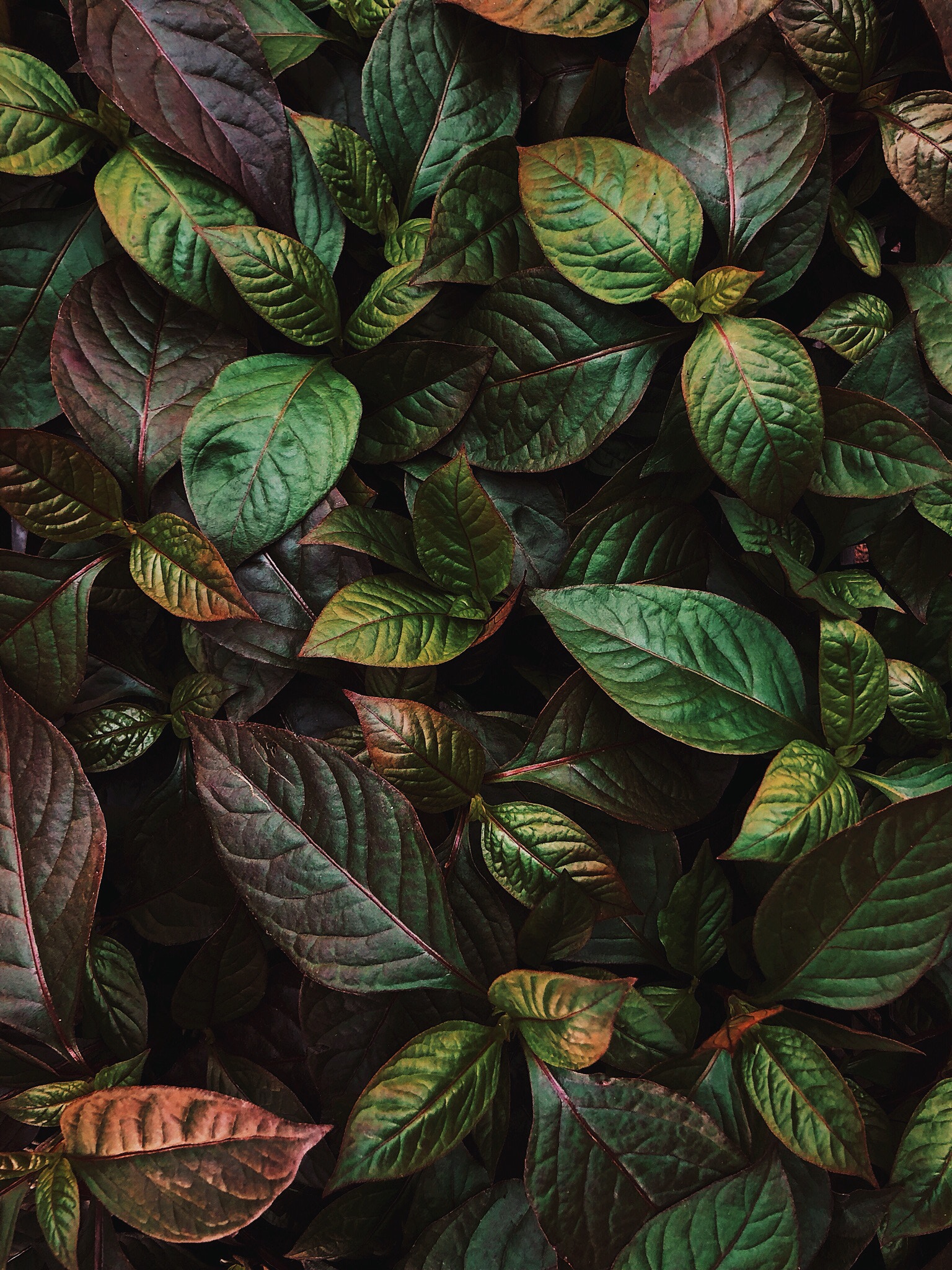 leaves, brilliance, green, nature, plant, shine HD wallpaper