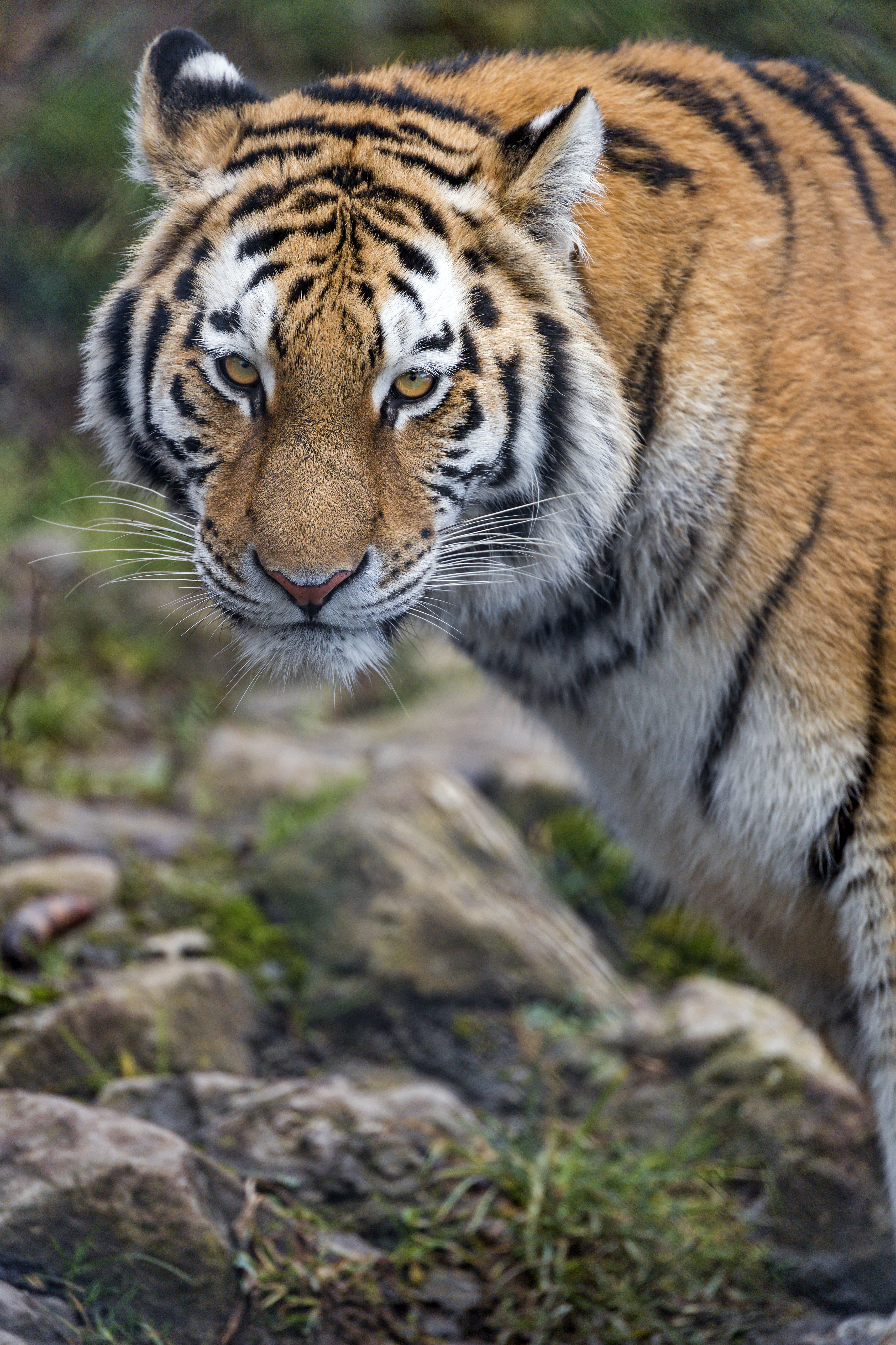 Download mobile wallpaper Tiger, Opinion, Sight, Predator, Big Cat, Animals, Streaks, Stripes for free.