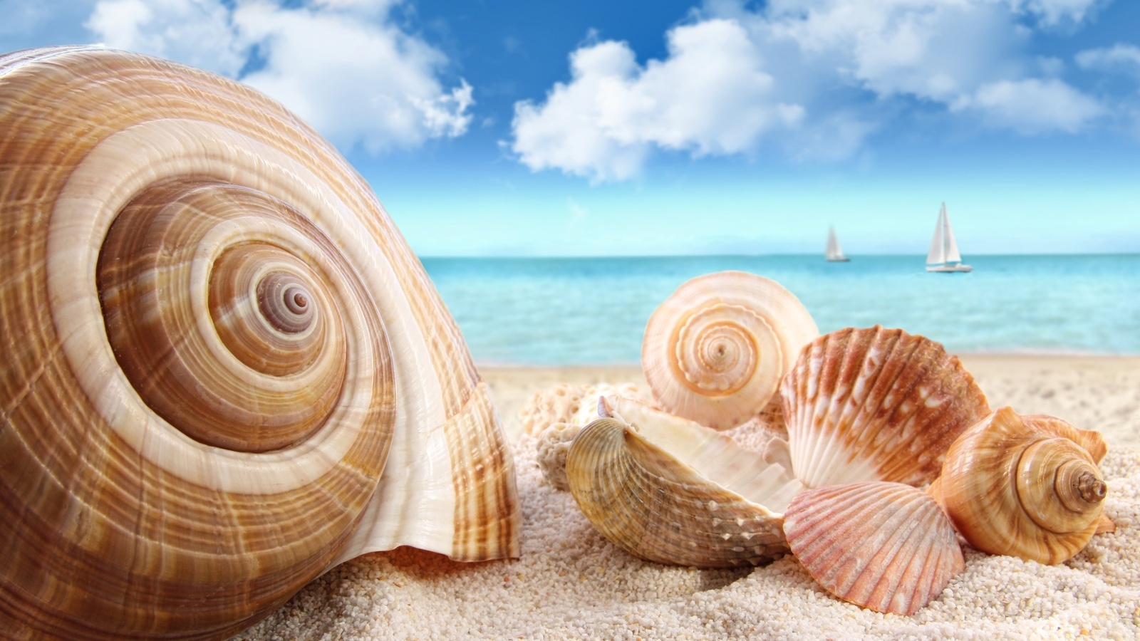 landscape, beach, snails Smartphone Background