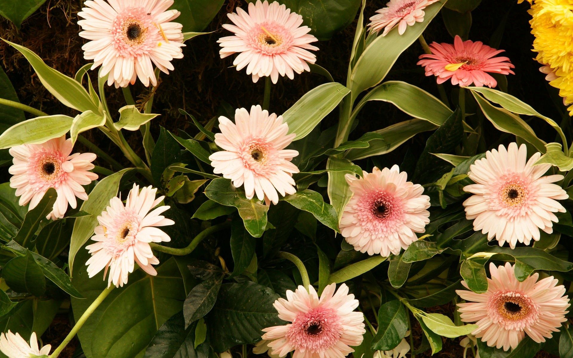 Laden Sie das Blätter, Gerbera, Grüne, Grünen, Vorbauten, Stammt, Blumen-Bild kostenlos auf Ihren PC-Desktop herunter
