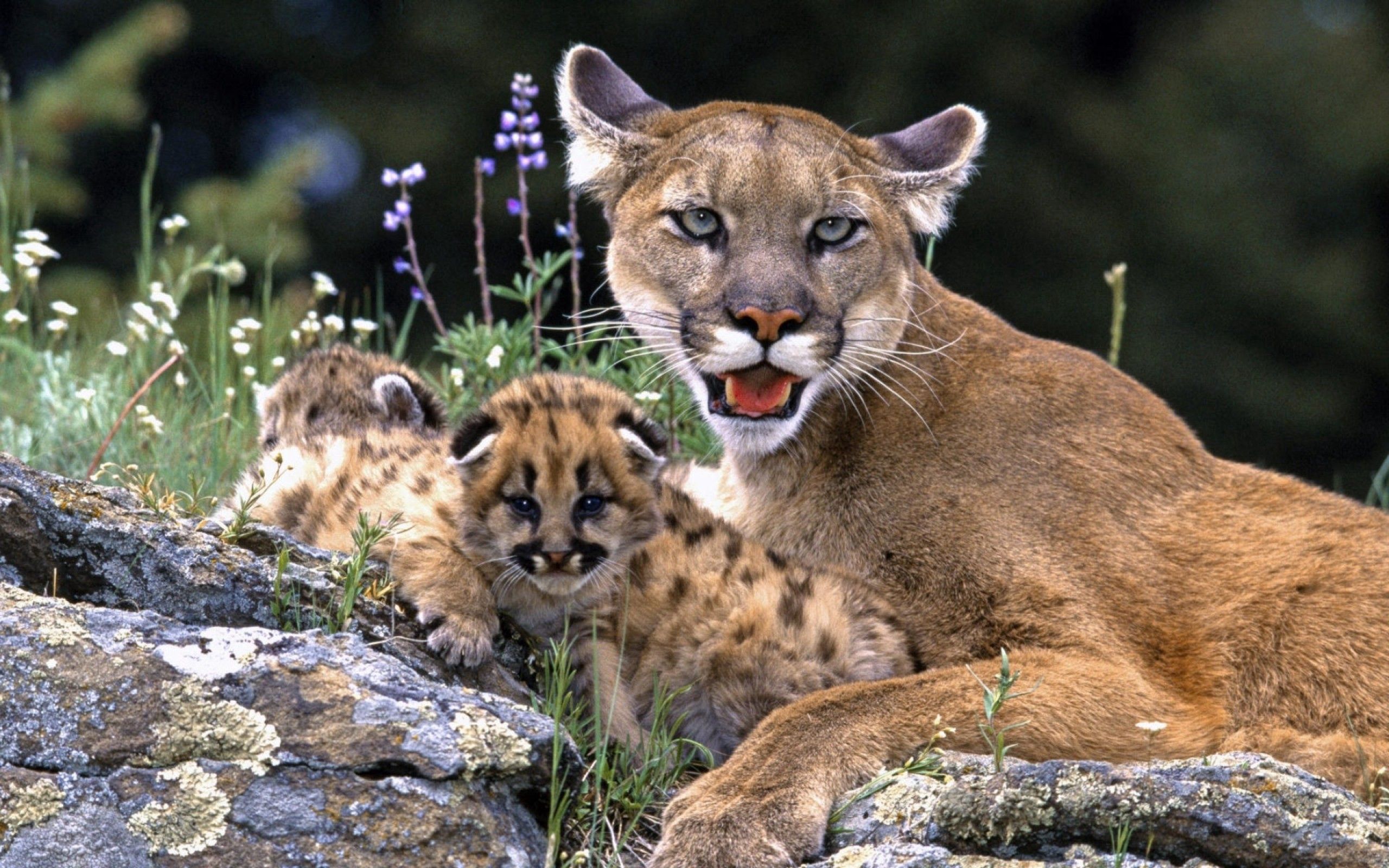 Free download wallpaper Puma, Young, Cubs, Animals, Care on your PC desktop