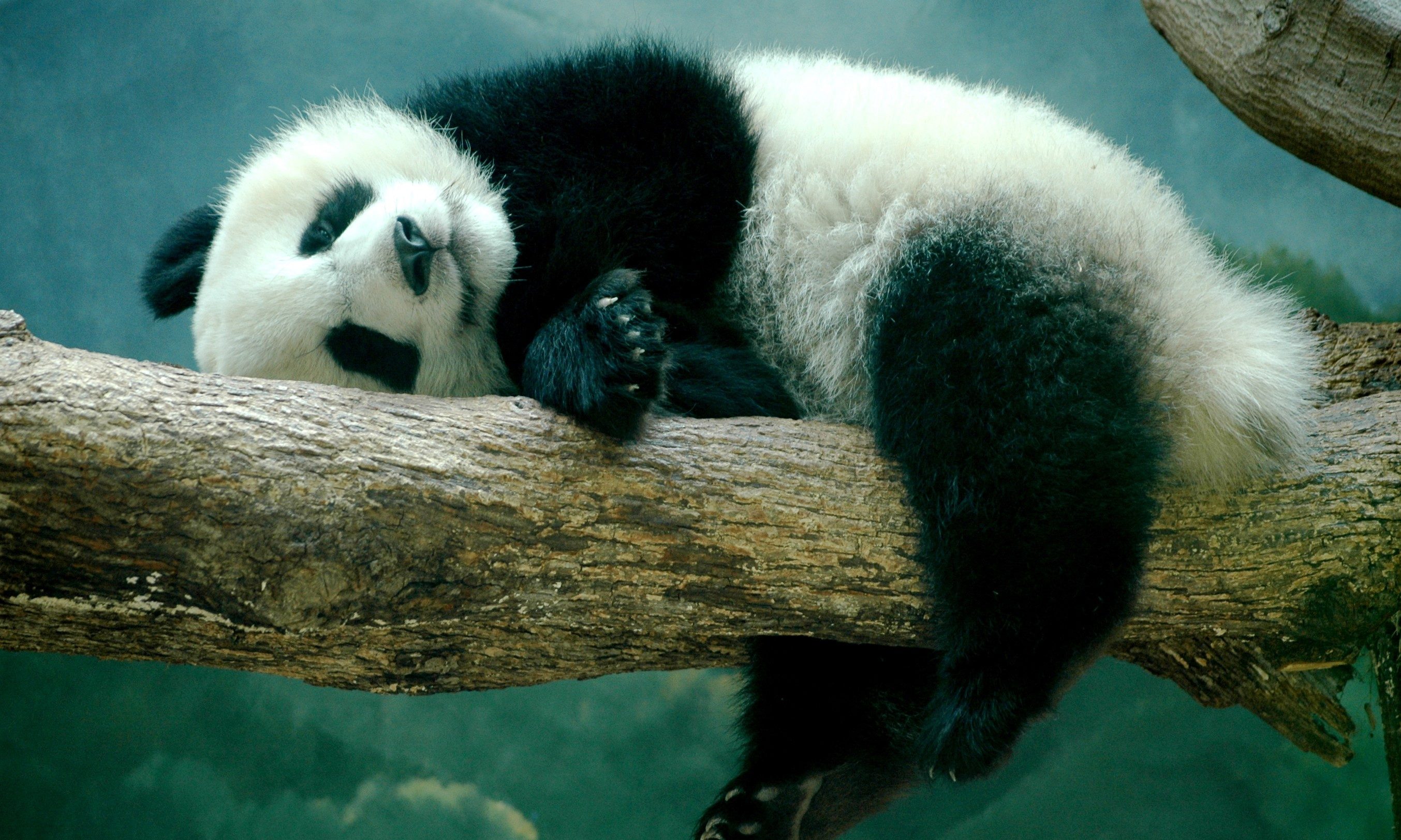 1504438 Hintergrundbild herunterladen tiere, panda, zweig, süß, schlafen - Bildschirmschoner und Bilder kostenlos