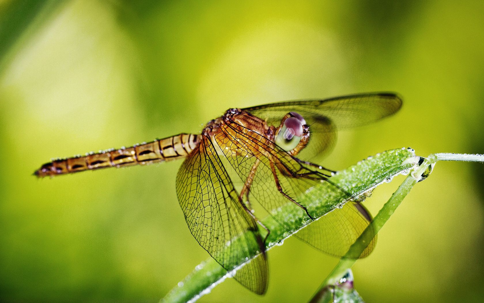 Laden Sie das Grass, Drops, Makro, Insekt, Flügel, Pflanze, Libelle-Bild kostenlos auf Ihren PC-Desktop herunter