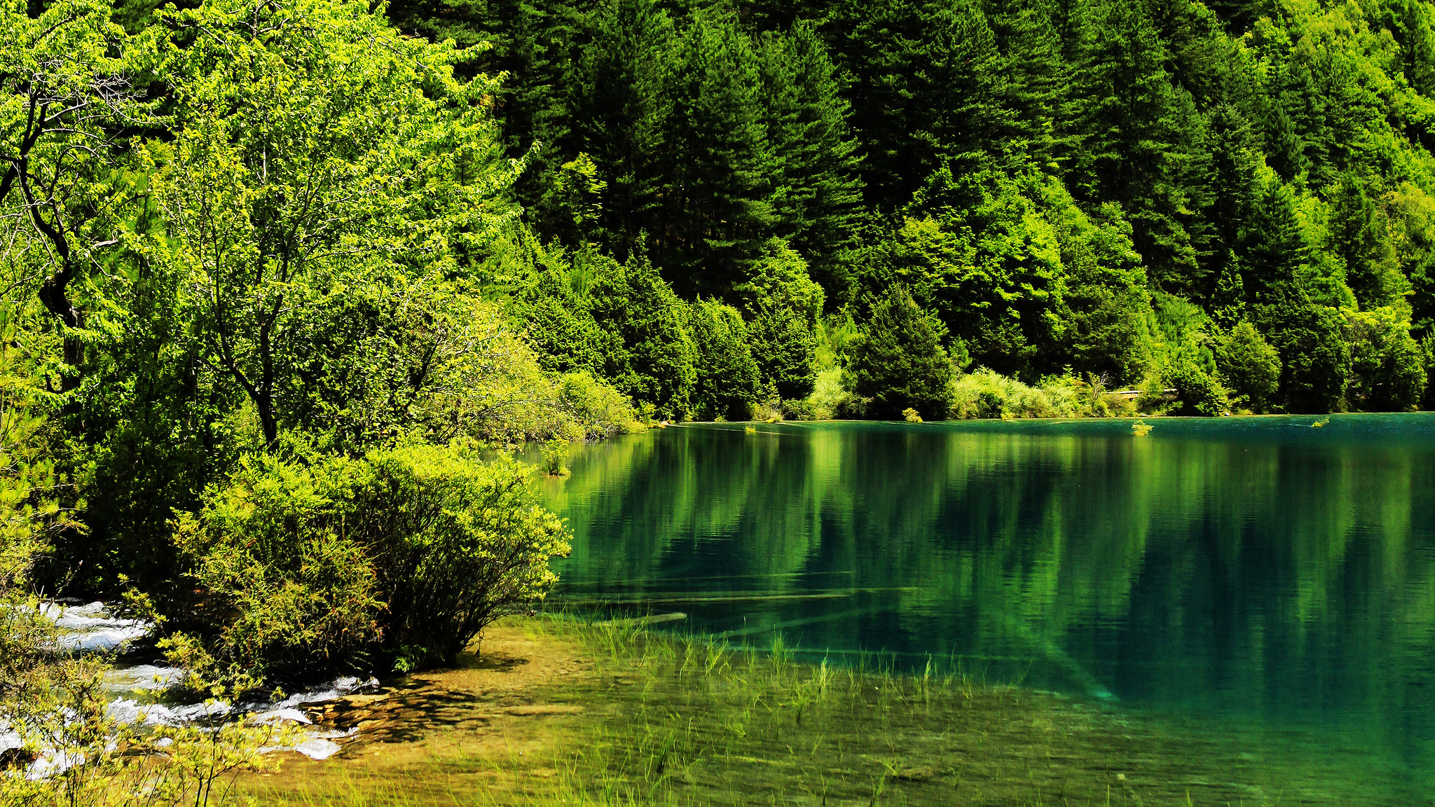 картинки природа лес вода